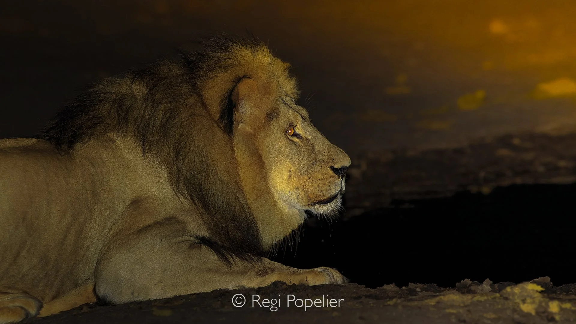 ZIM013 - Night safaris could offer rare chances to capture wildlife in a whole new perspective.