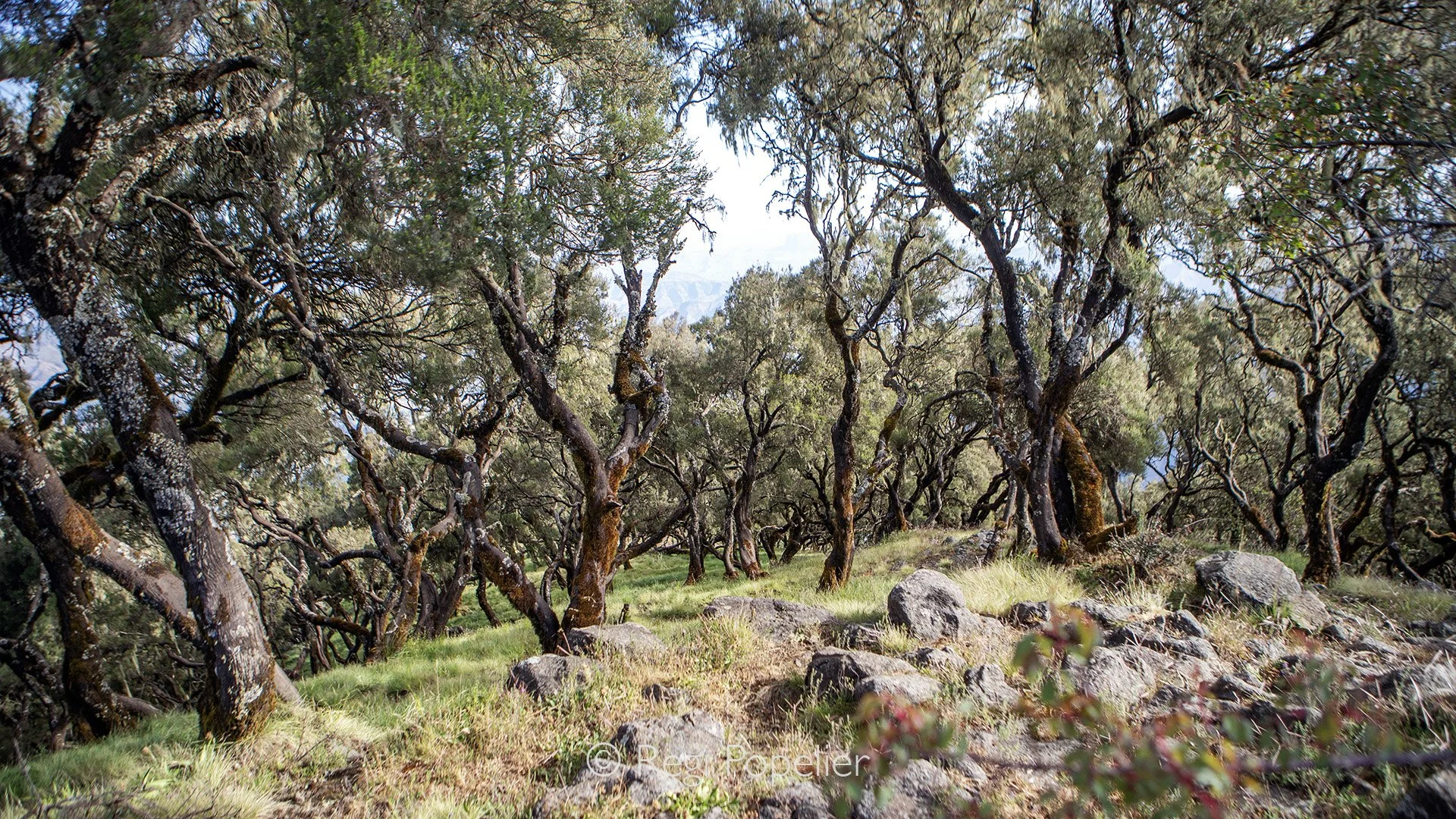 ETH026 - Tree sightings at high altitude. 