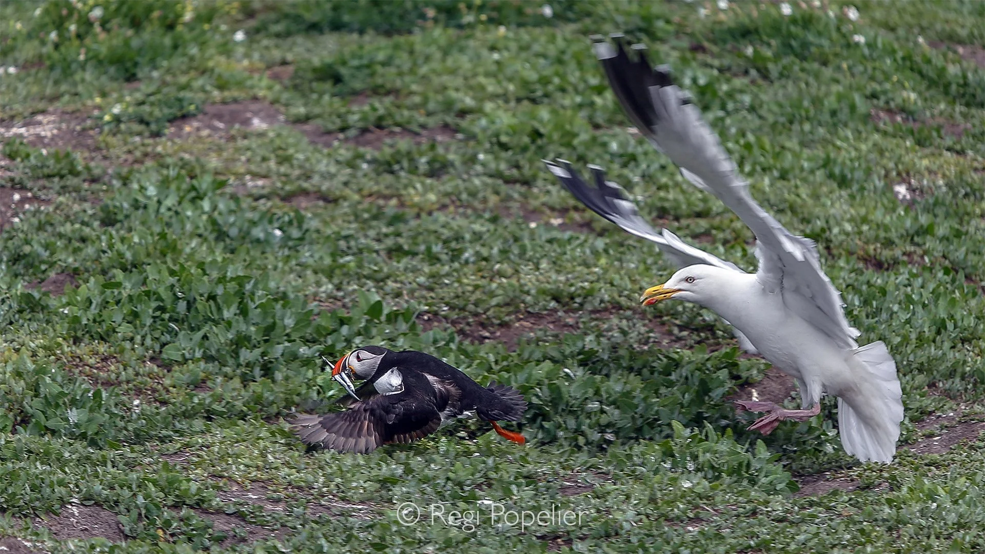 Scotland024 - The flight back to the colony with a loaded beak is a perilous journey. As puffins approach the land, predatory birds wait in ambush, forcing the small, heavy auks to fly as fast as possible to reach the safety of the grassy slopes befo