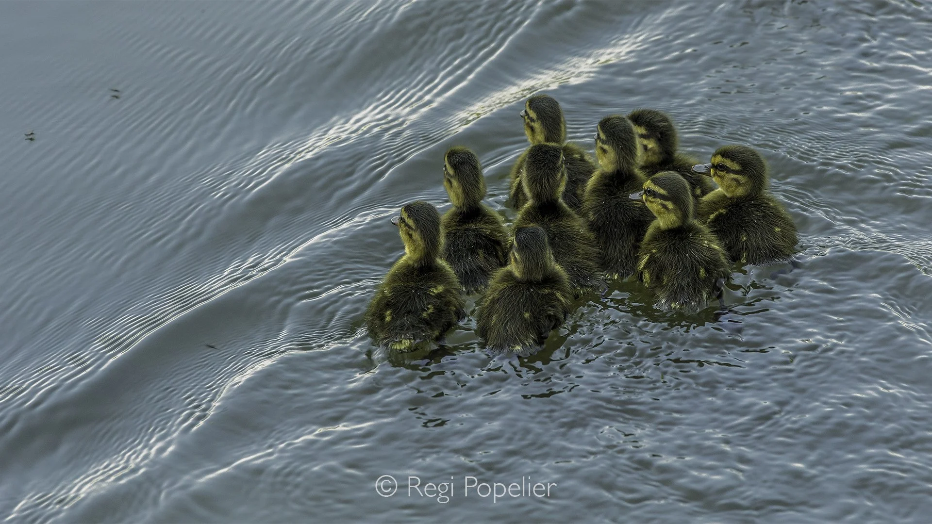 Scotland065  - Nine Canadian goose chicks gather closely together in the open water, seeking comfort and safety in the warmth of the group.