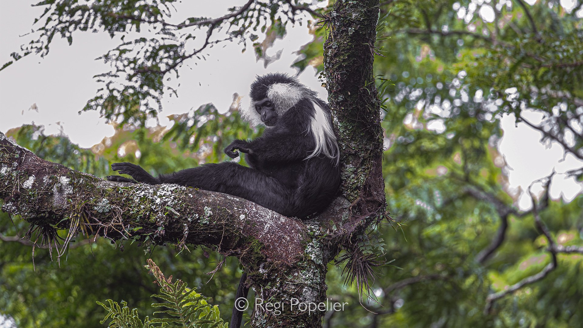 RWANDA056 - Far above the forest floor, the Angolan colobus sits in complete silence, scanning the world below. Surrounded by layers of emerald leaves, its striking black and white coat catches the soft morning light filtering through the canopy.