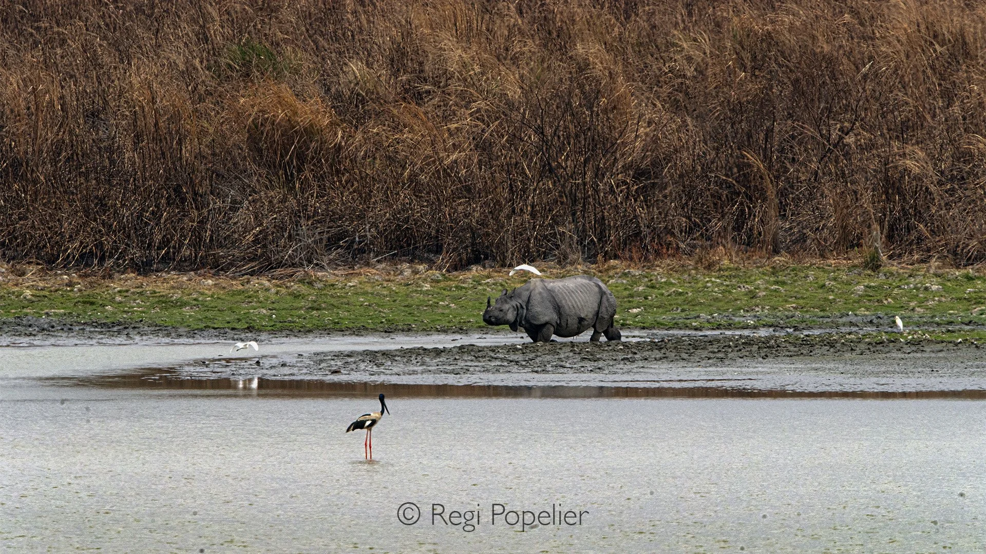 INDIA002 - image photographed from the view tower showing a tiny part of the area at Kaziranga NP 