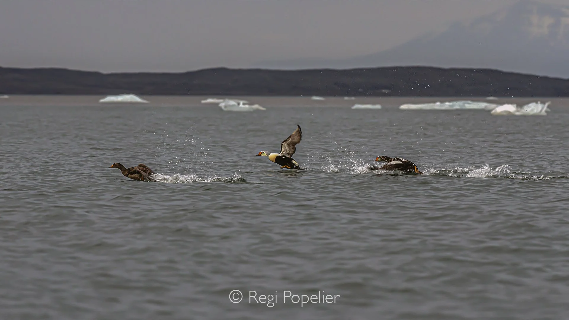 NPOLE064 - Eider duck while taking off. 