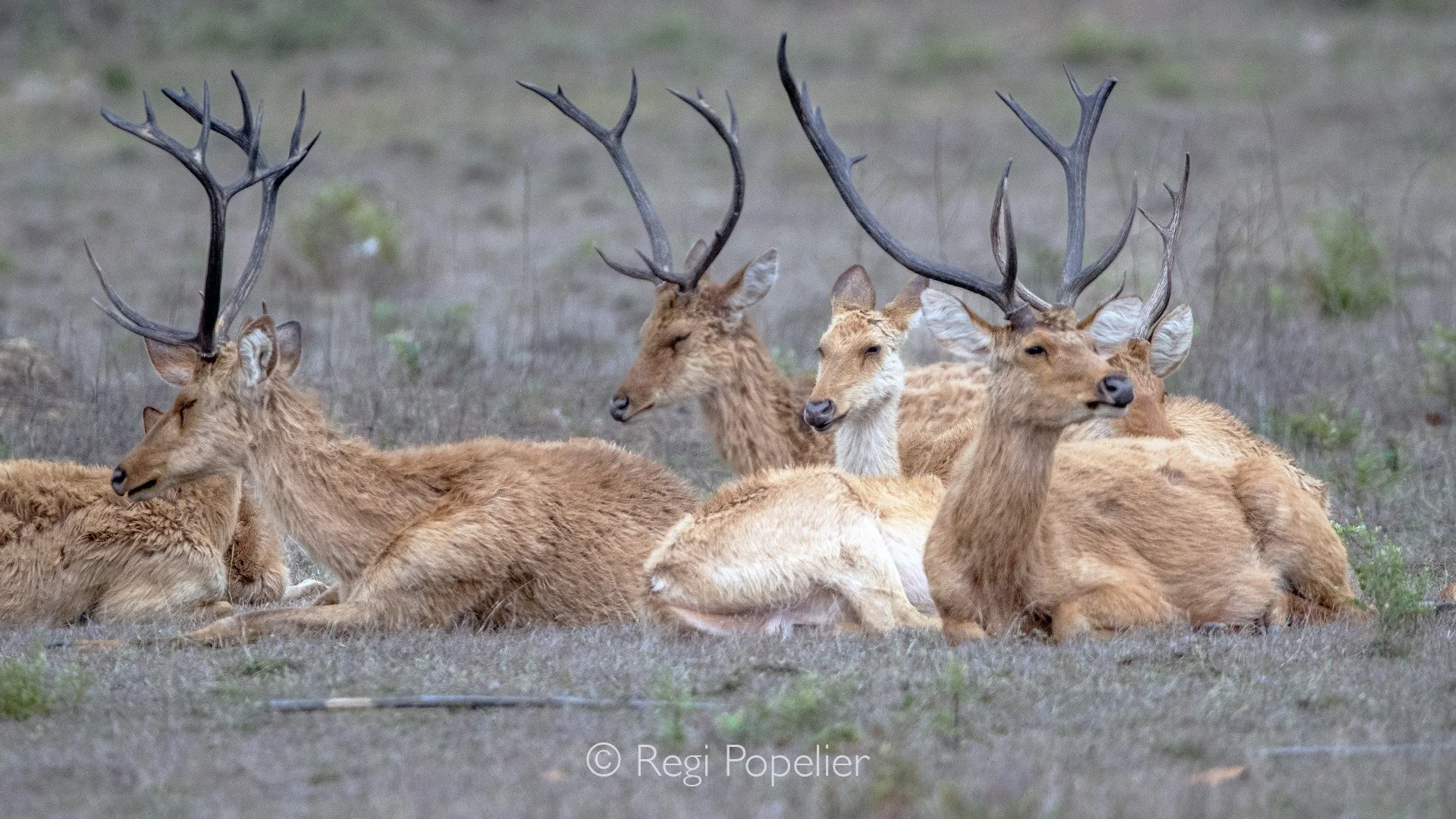 INDIA072 - The Indian Swamp deer commonly known as the Barasingha deer and one of the most endangered mammal species in the world. Kanha NP 