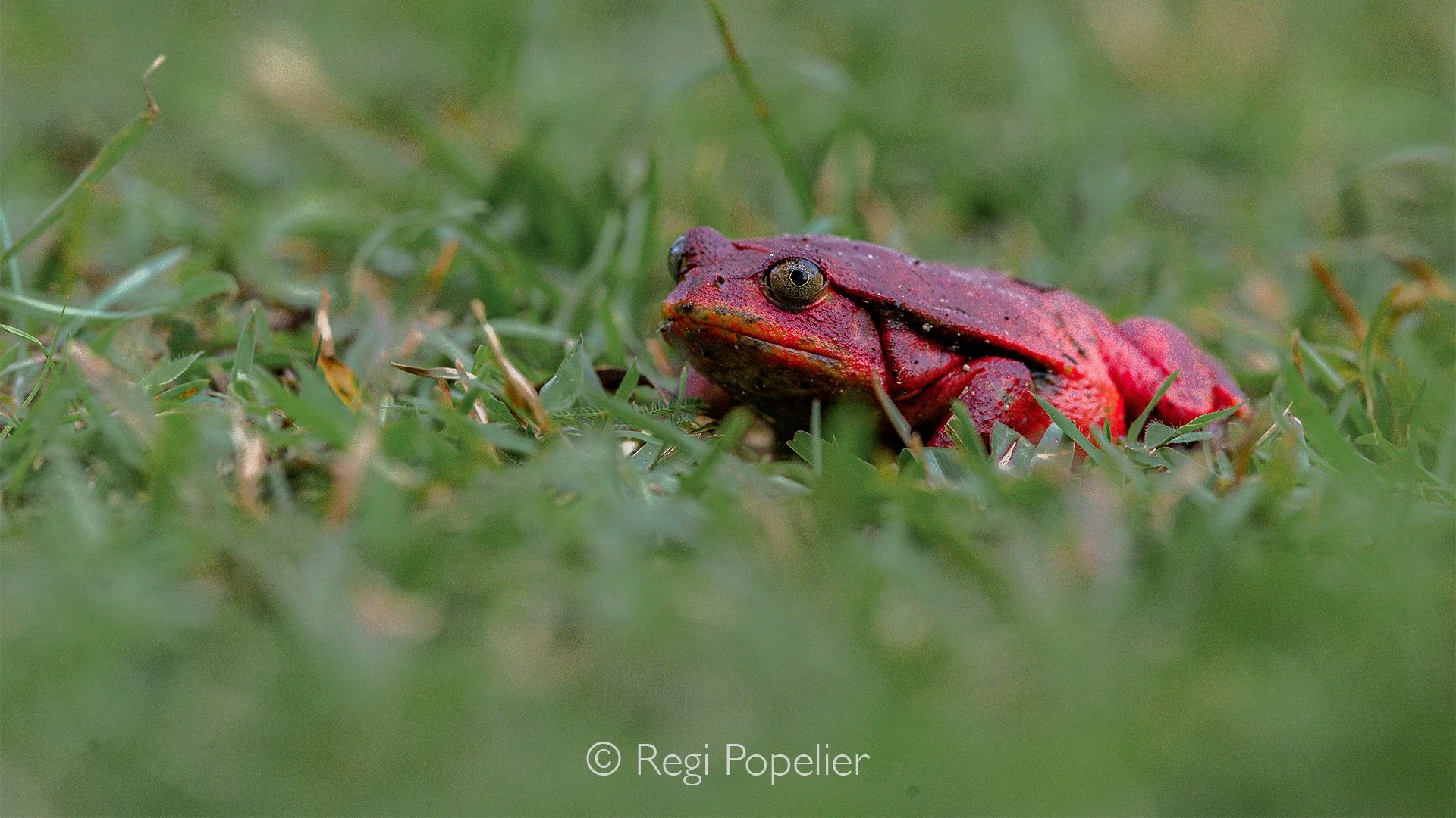 MADA009 - The tomato frog