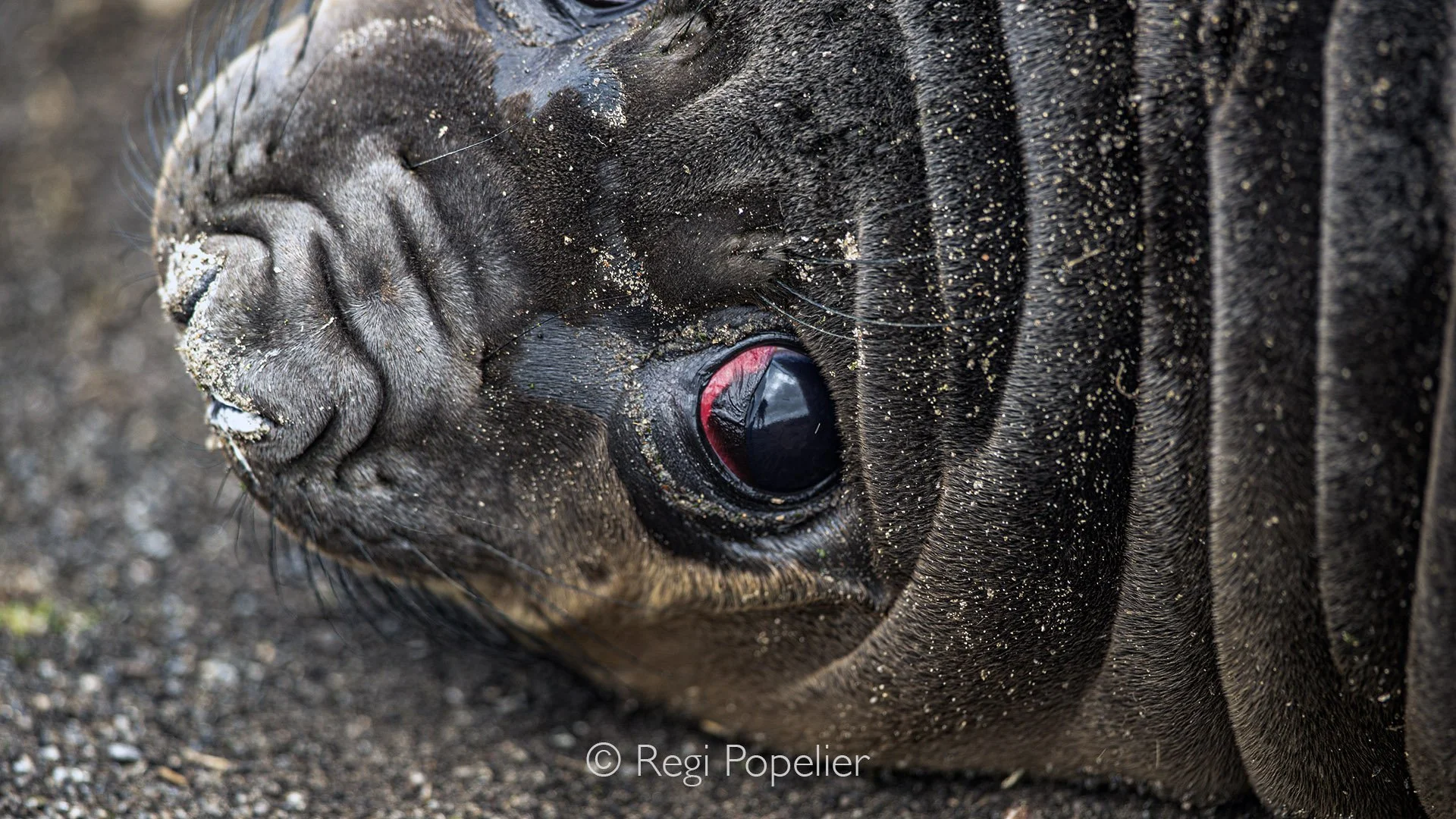 FAL017 - Through the eye of a seal pup, the world and I appear anew.