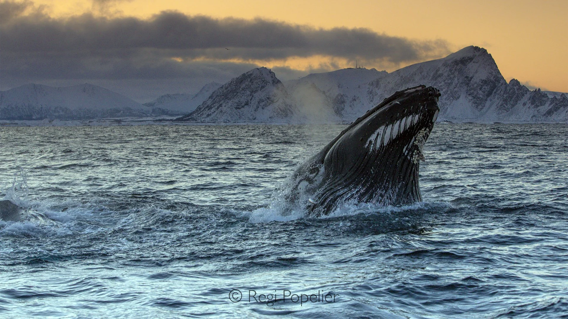 NORWAY030 - A humpback whale launches its enormous body clear above the ocean's surface, a breathtaking display of power, grace, and freedom that lasts only a heartbeat before crashing back into the sea.