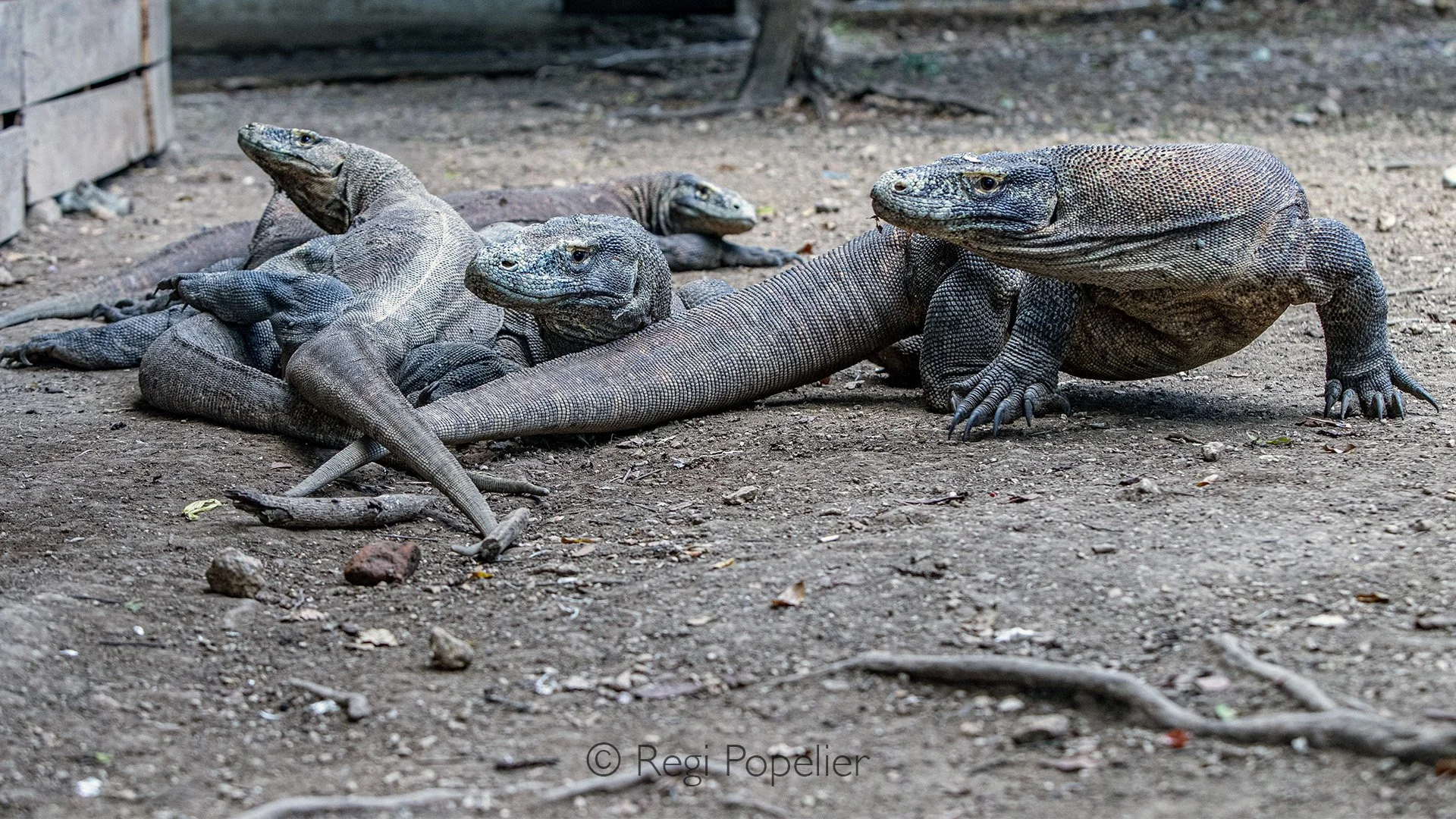 INDO049 - This photo was taken in Komodo, at the back of the office, where several Komodo dragons apparently wait to be fed.