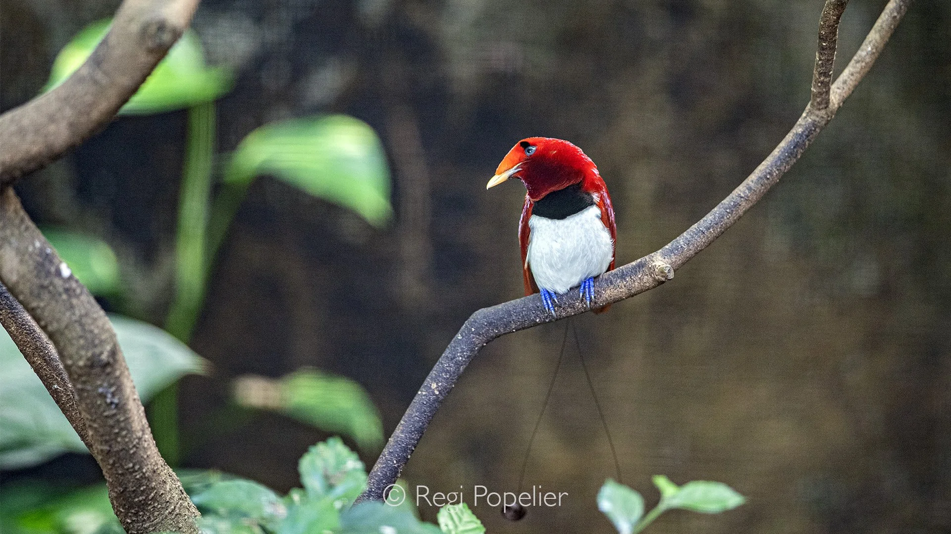 INDO087 - King Bird of paradise in a frontal view. 