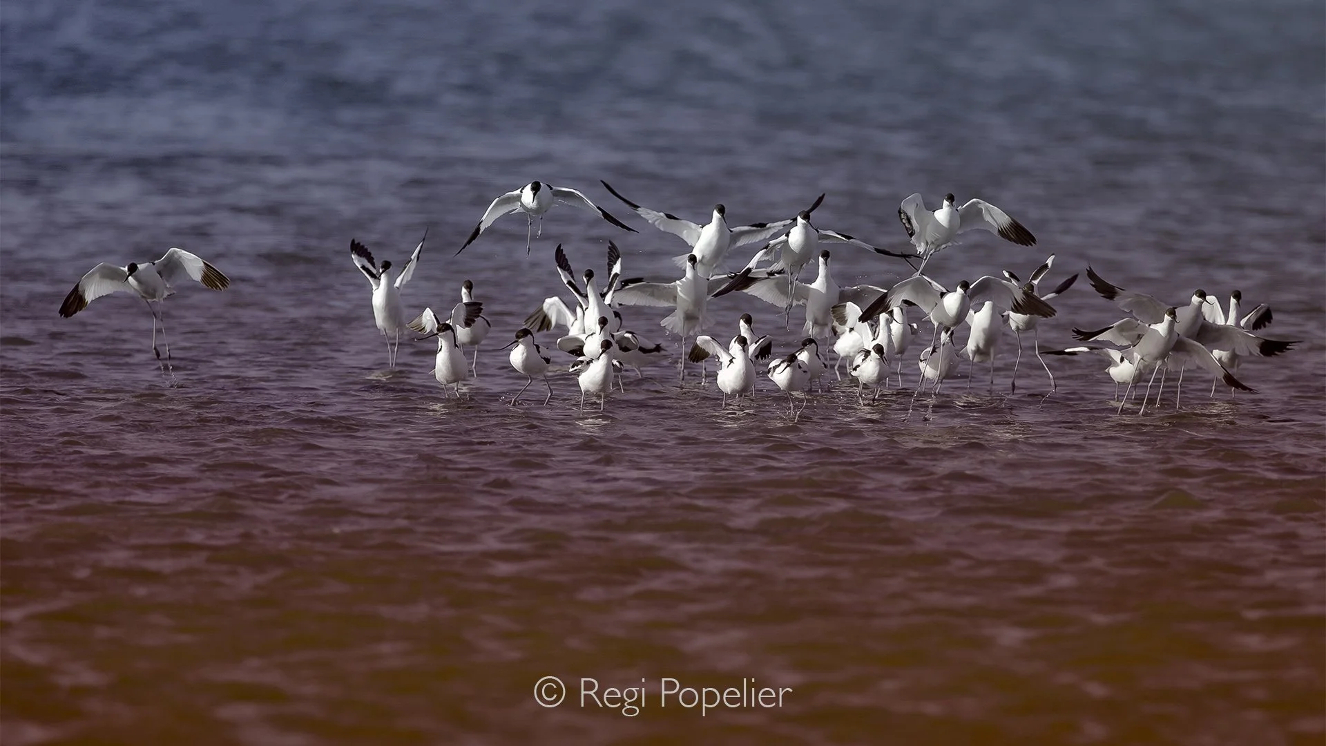 Namibia043 - The geometry of flight. Capturing a sudden takeoff of black-winged stilts reveals a sharp graphic contrast; their stark monochromatic plumage pops dramatically against the blue brine and the deep crimson hues caused by hypersaline Dunali