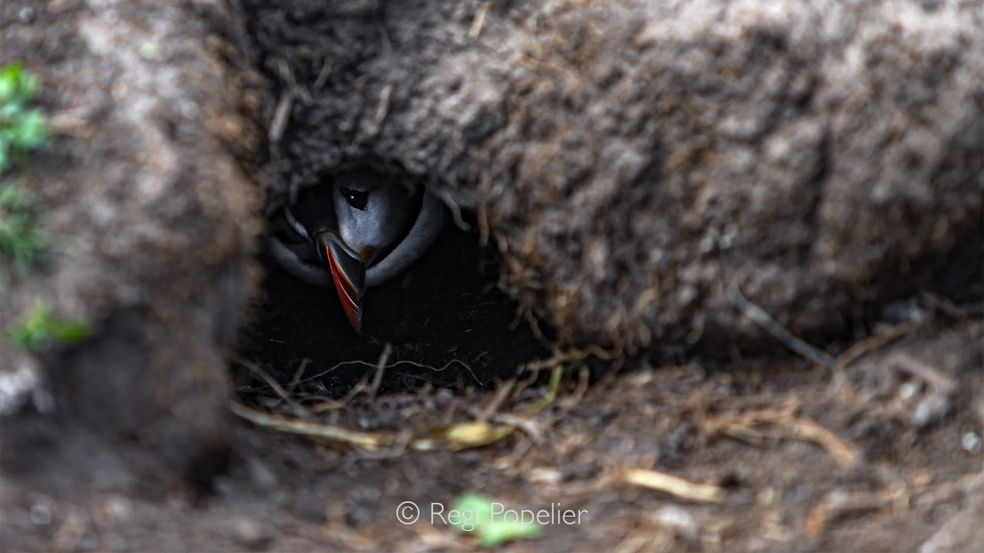 Scotland031 - At the deep end of the subterranean tunnel, puffins line a small nesting chamber with soft grass, leaves, and feathers. Here, safely hidden from the chaotic, dangerous world outside, the female lays a single white egg that both parents 