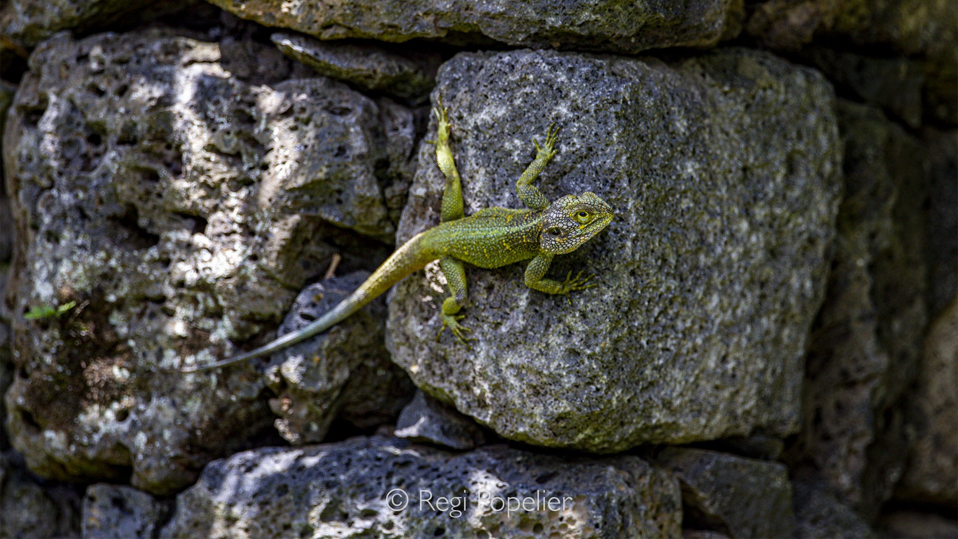 RWANDA085  - A juvenile agama lizard rests on the warm rocks of Akagera, its bright blue head standing out against the earthy tones of its surroundings. Small yet striking, this young reptile brings a surprising burst of colour to the African landsca