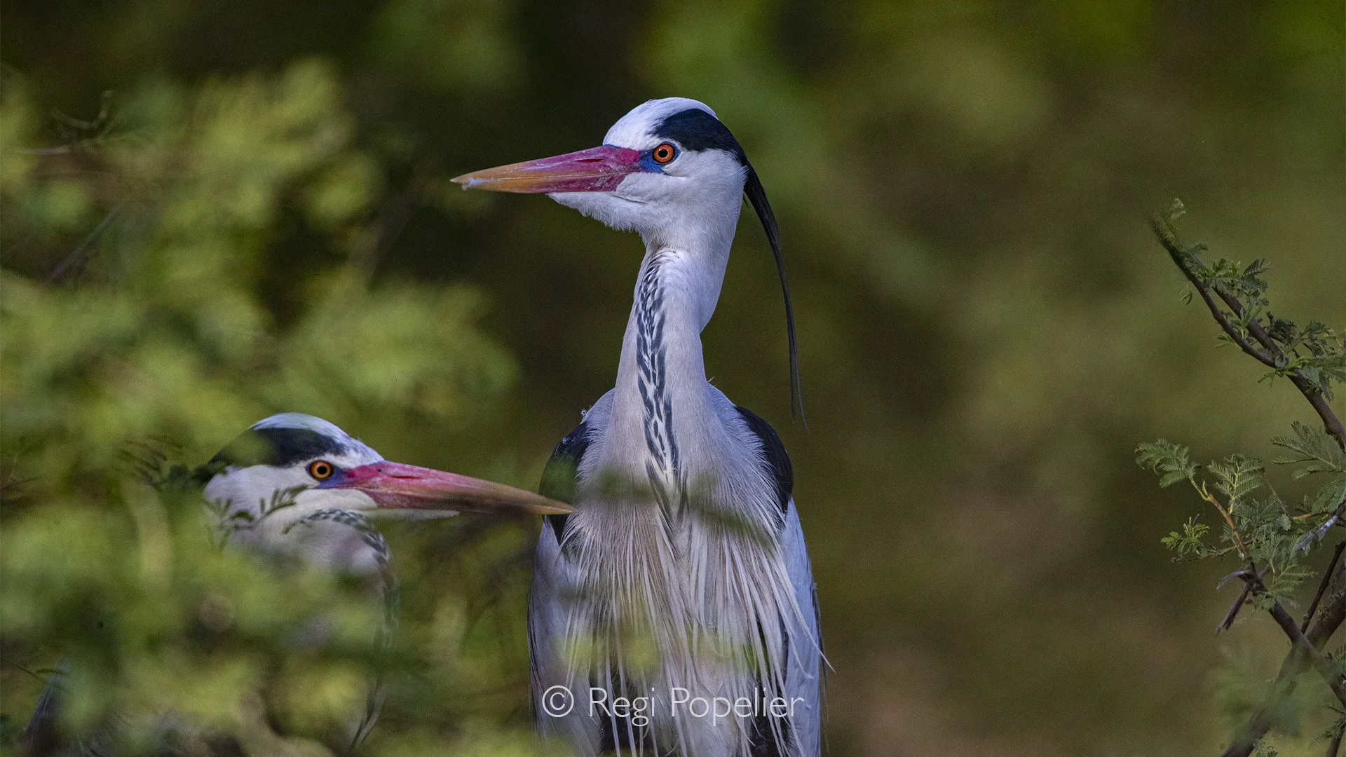 INDAI015 - a pair of Grey herons nesting along the walkway in Barathpur 