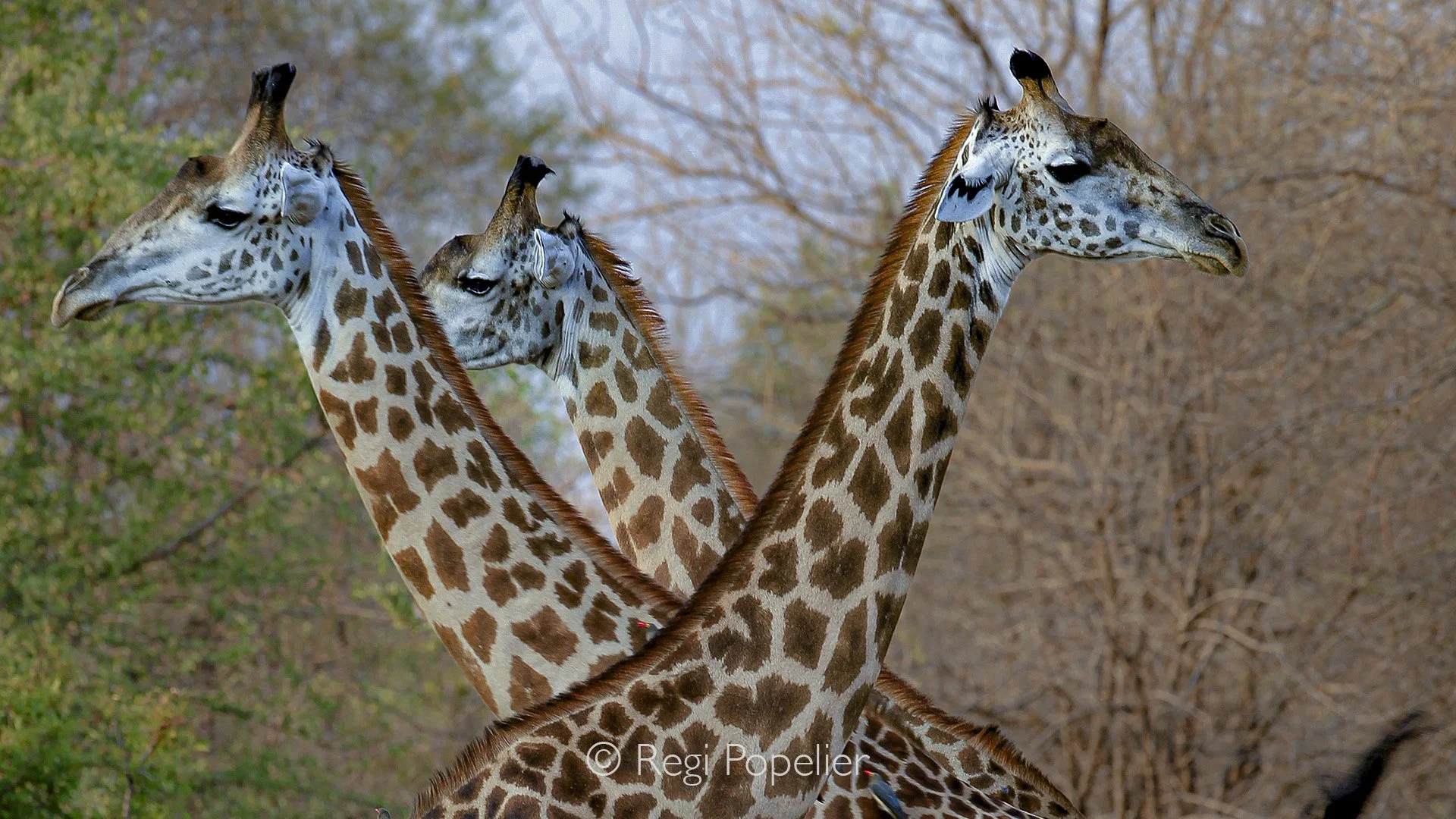 ZAMBIA016 -  Beautiful display of the Thornicrofts  giraffes 
