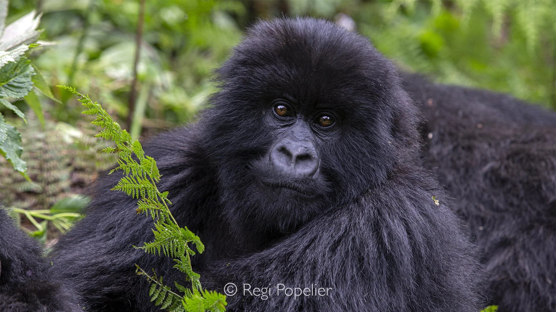 RWANDA019  - The young mountain gorilla studies my lens without fear, tilting its head in quiet curiosity before returning to its playful adventures.