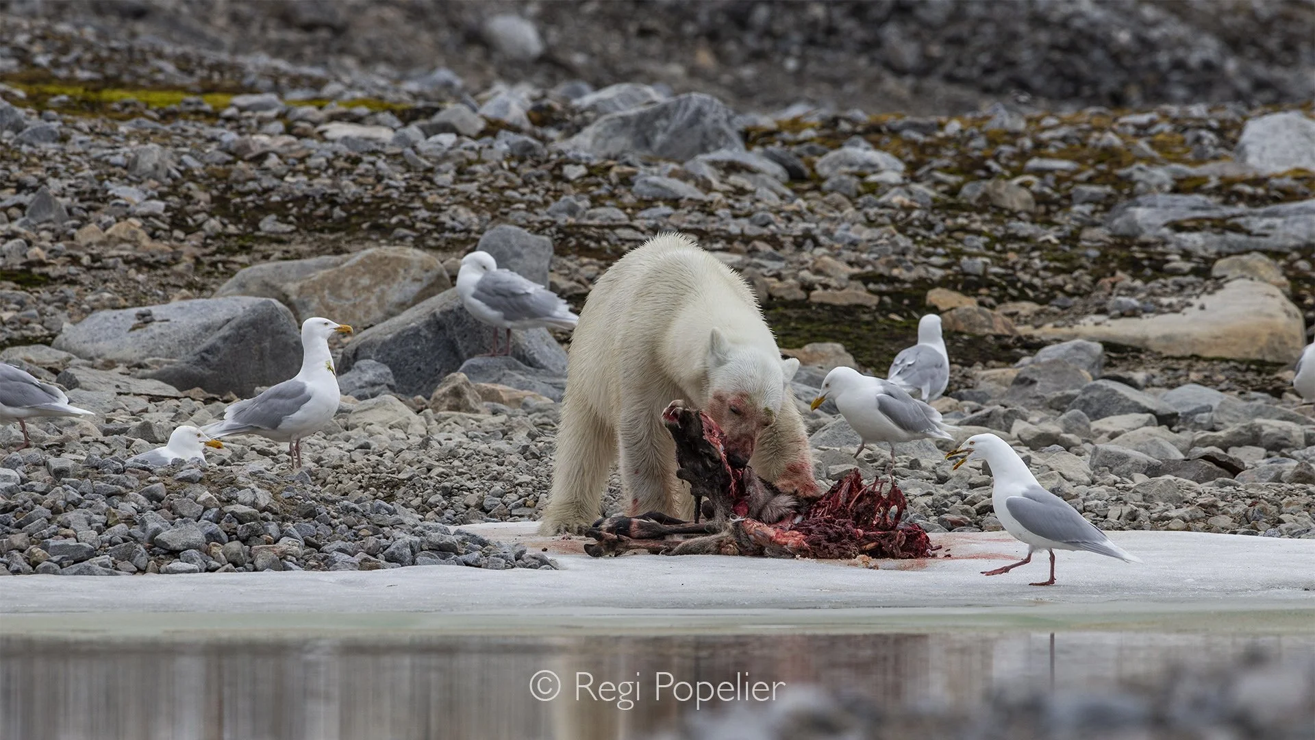 NPOLE052 - Between bites, the bear pauses to survey its surroundings, always alert to movement nearby.