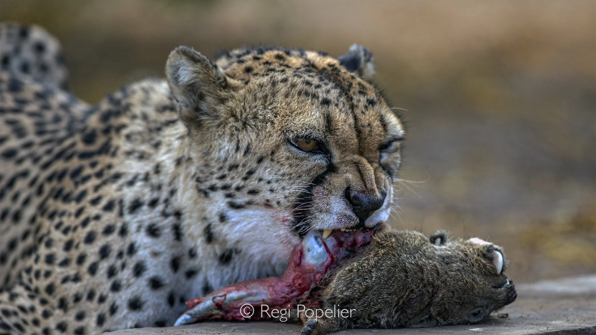 Namibia069 - The raw reality of the African food chain.