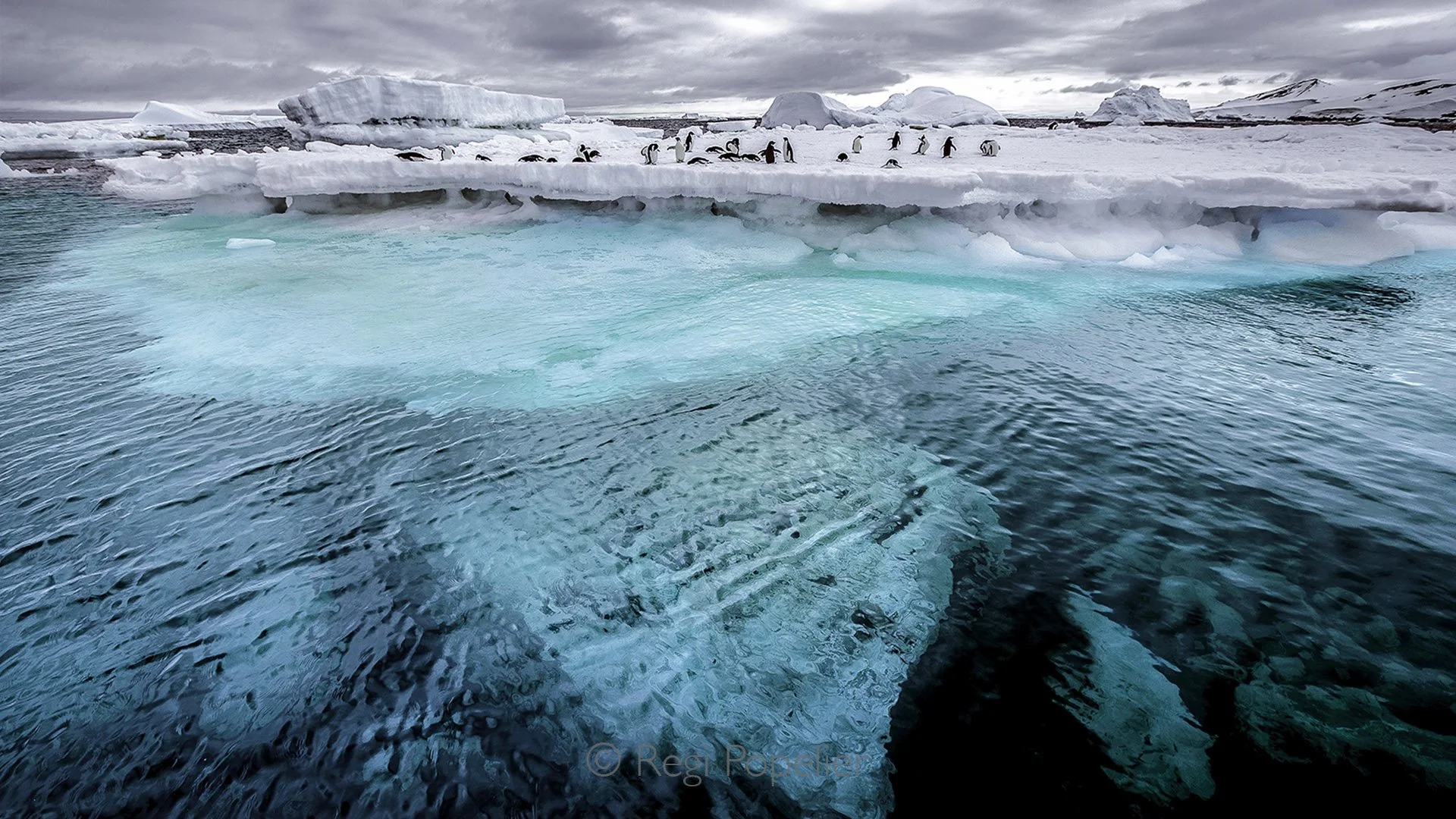 ANT001 - Massive ice clusters in Antarctica, from deep blues to snow white, with a flock of penguins wandering the frozen expanse, nature’s frozen masterpiece