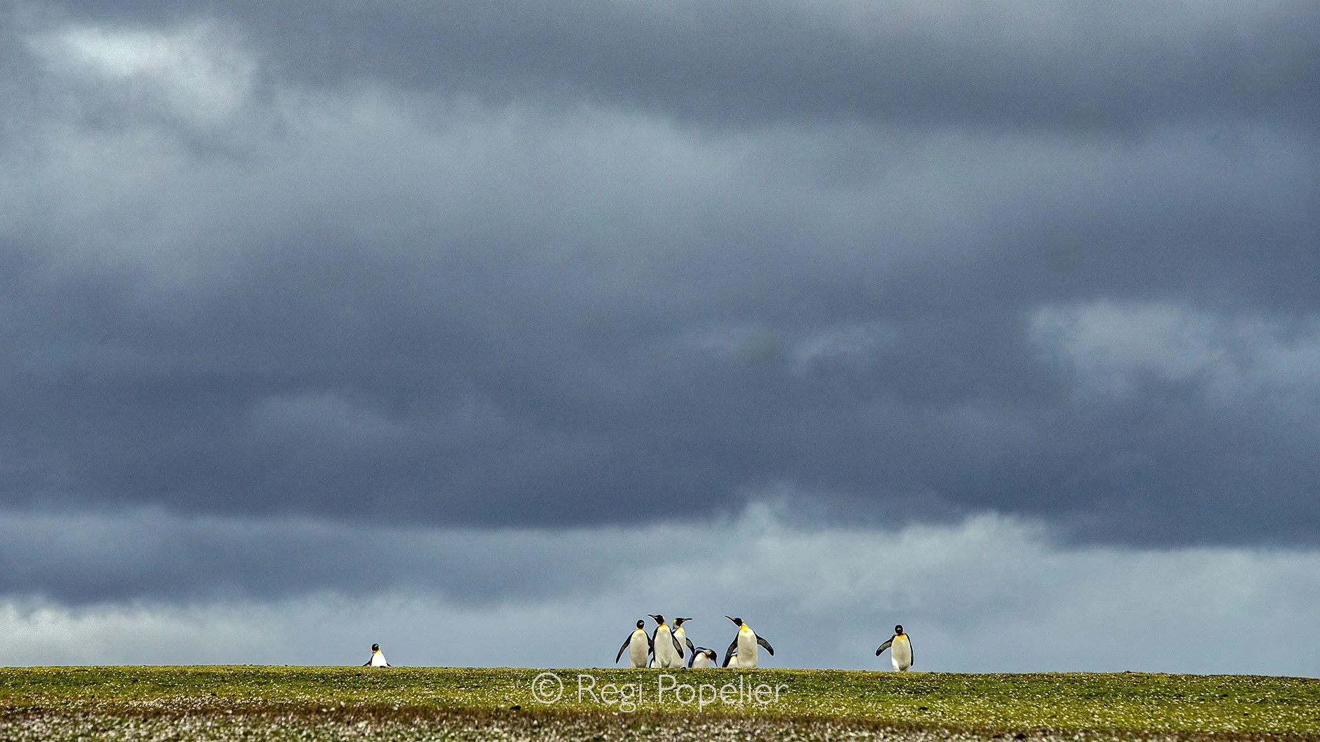 FAL022 - Waiting on a small hill, from behind the green grasses, glimpses of king penguins emerge, their bodies popping up like playful surprises.