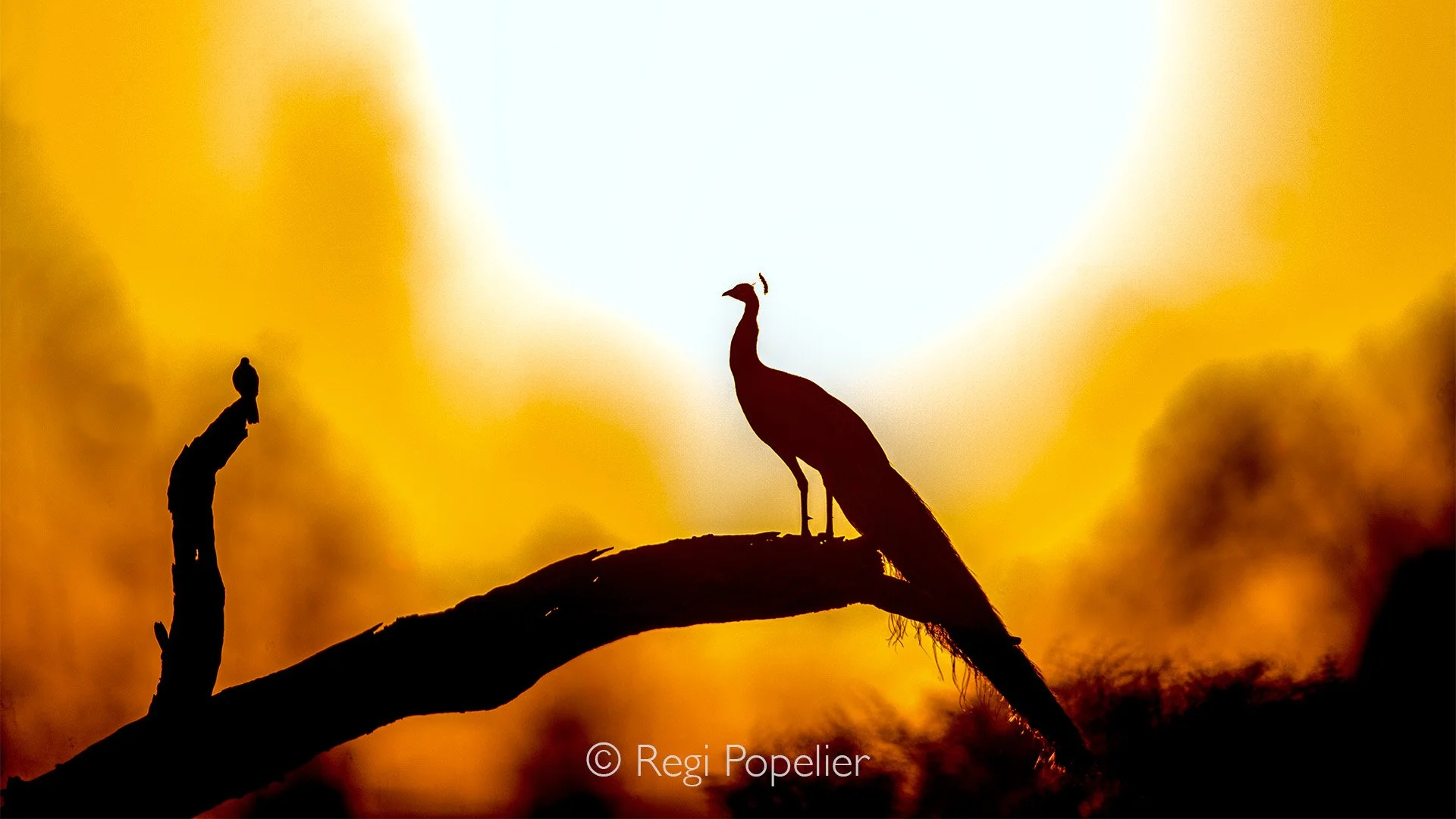 INDIA018 - Morning time greats the day, Carpe Diem 