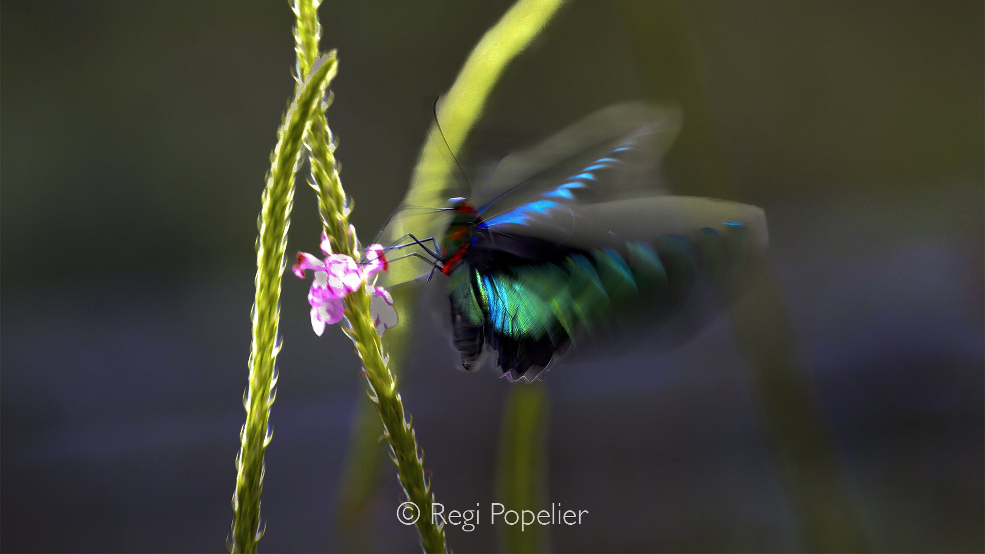 MALAS024 - Raja Brooke's bird wing butterfly here taken with slow shutter speed. 