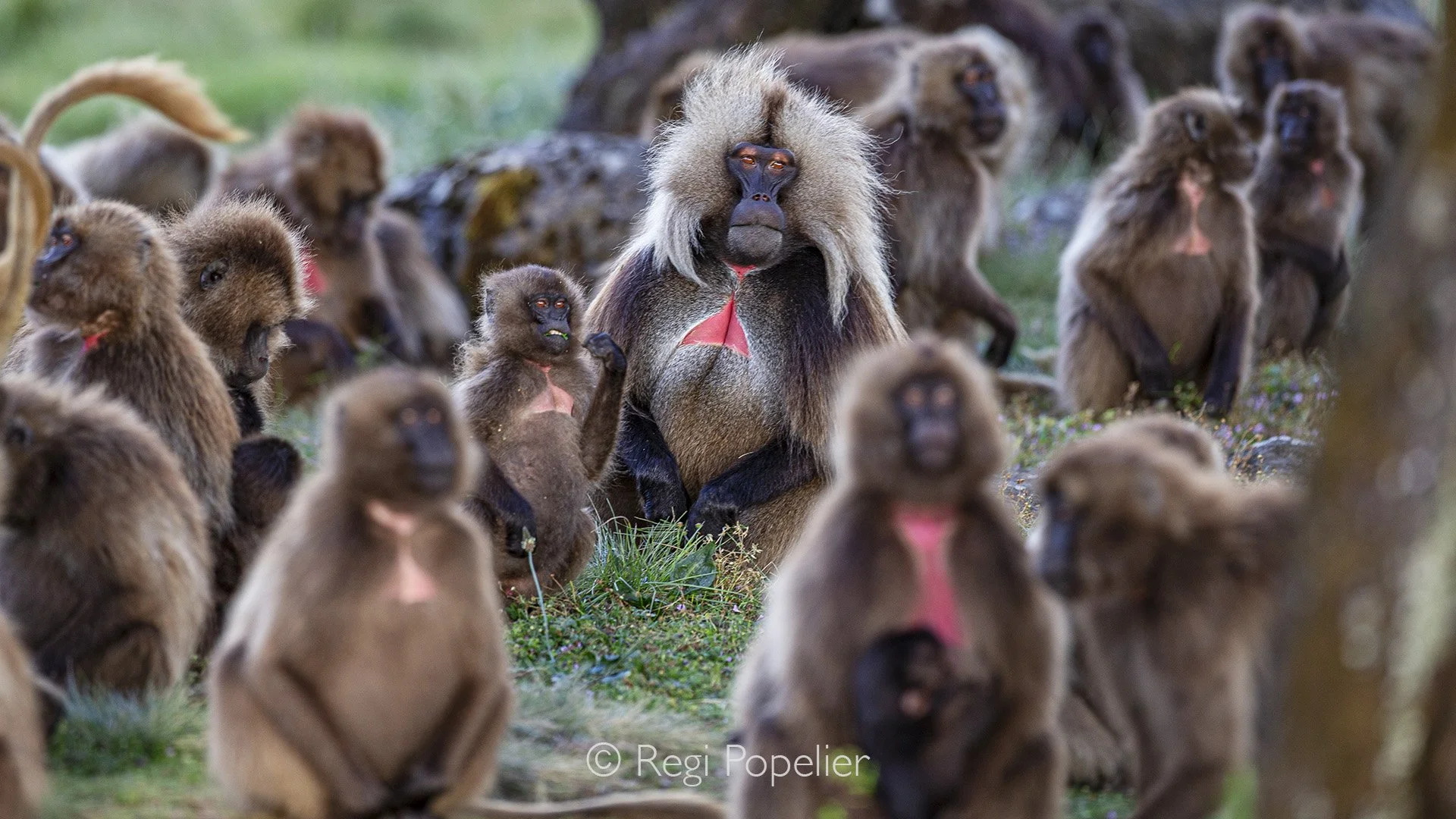 ETH063 - A dominant male surrounded by his family at dawn nearby the protective mountains. 