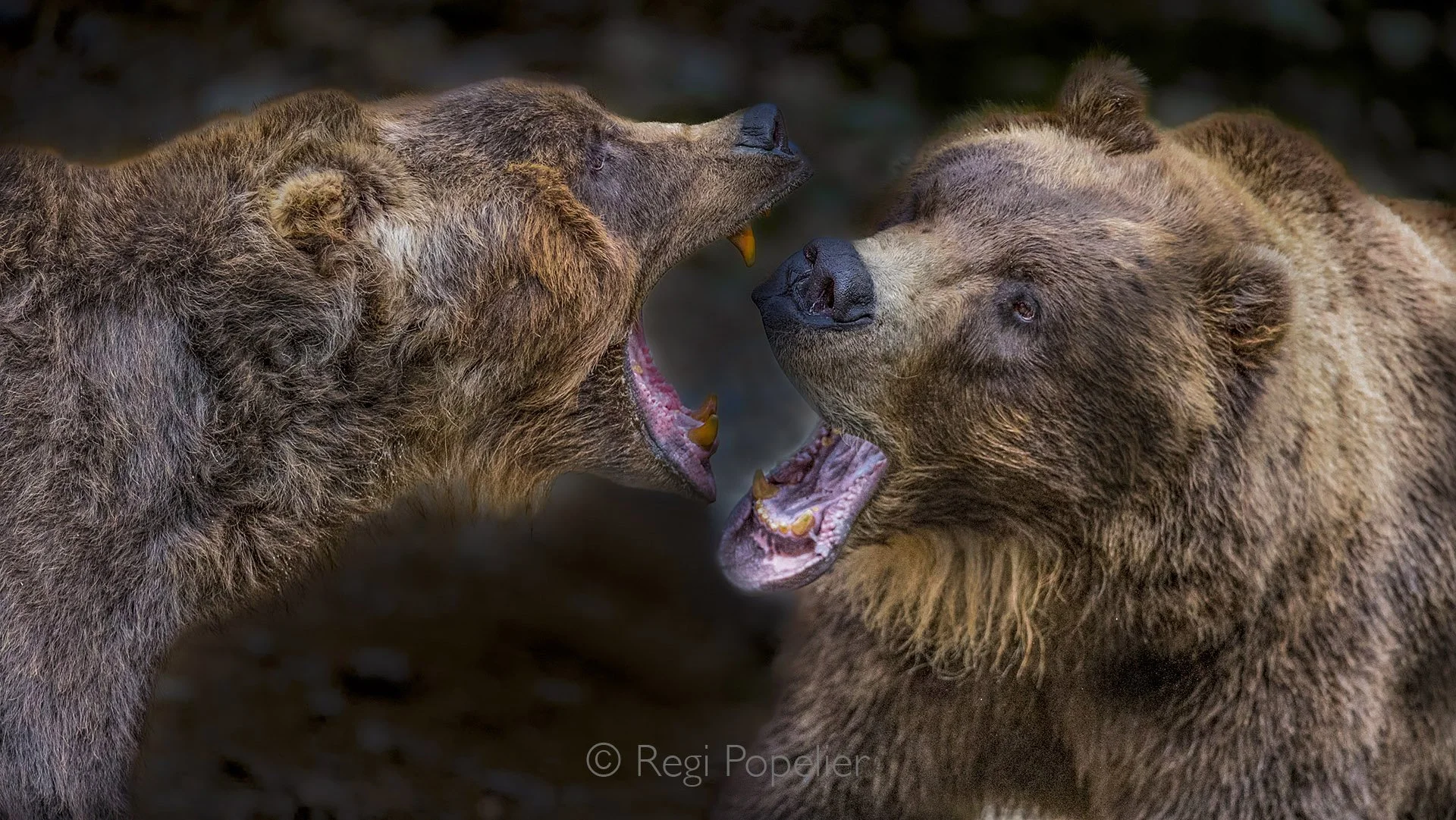 AL001 - Adult Brown Bears Sparring for Dominance