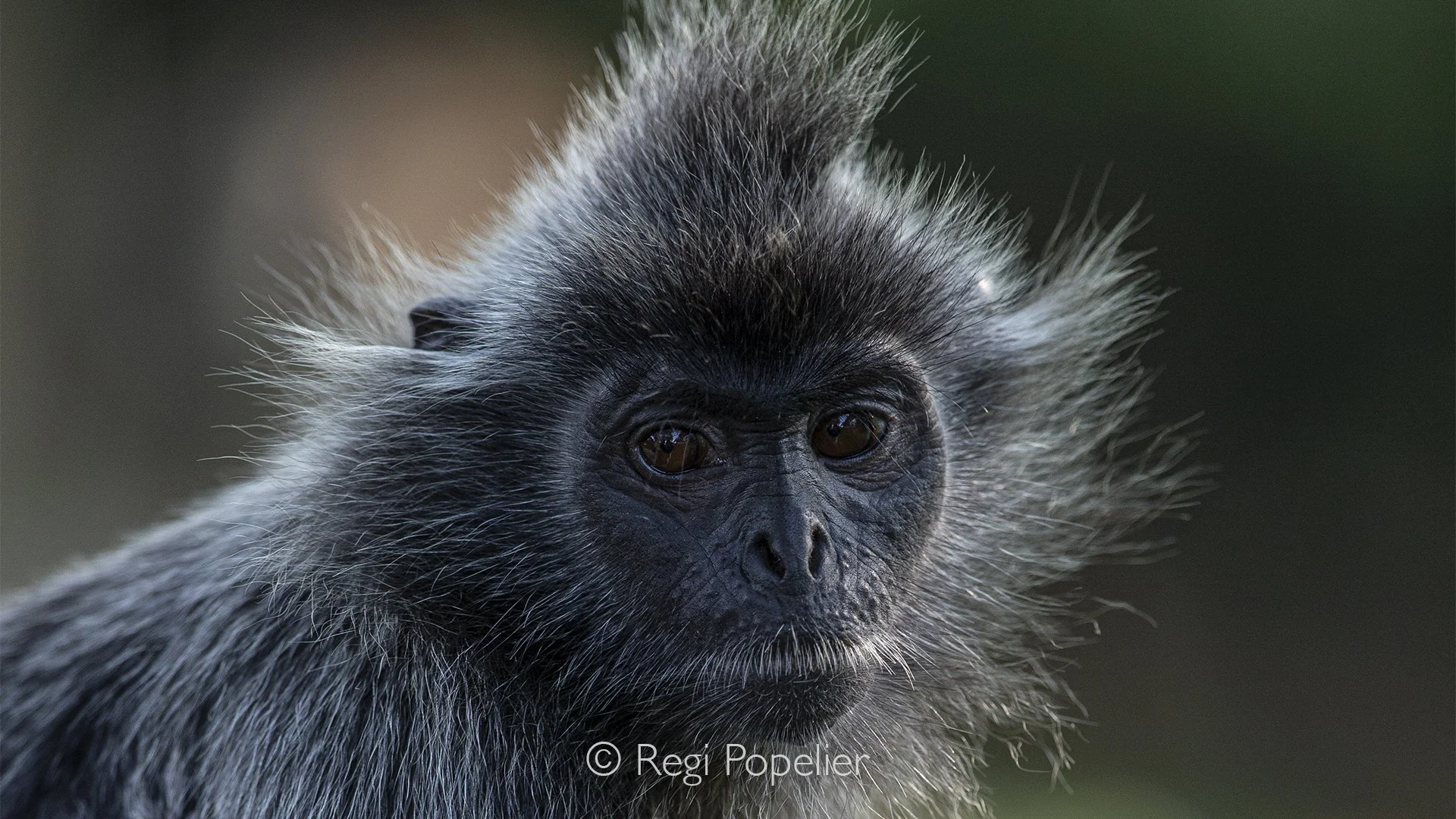 MALAS030 - Silver Leaf Monkey.