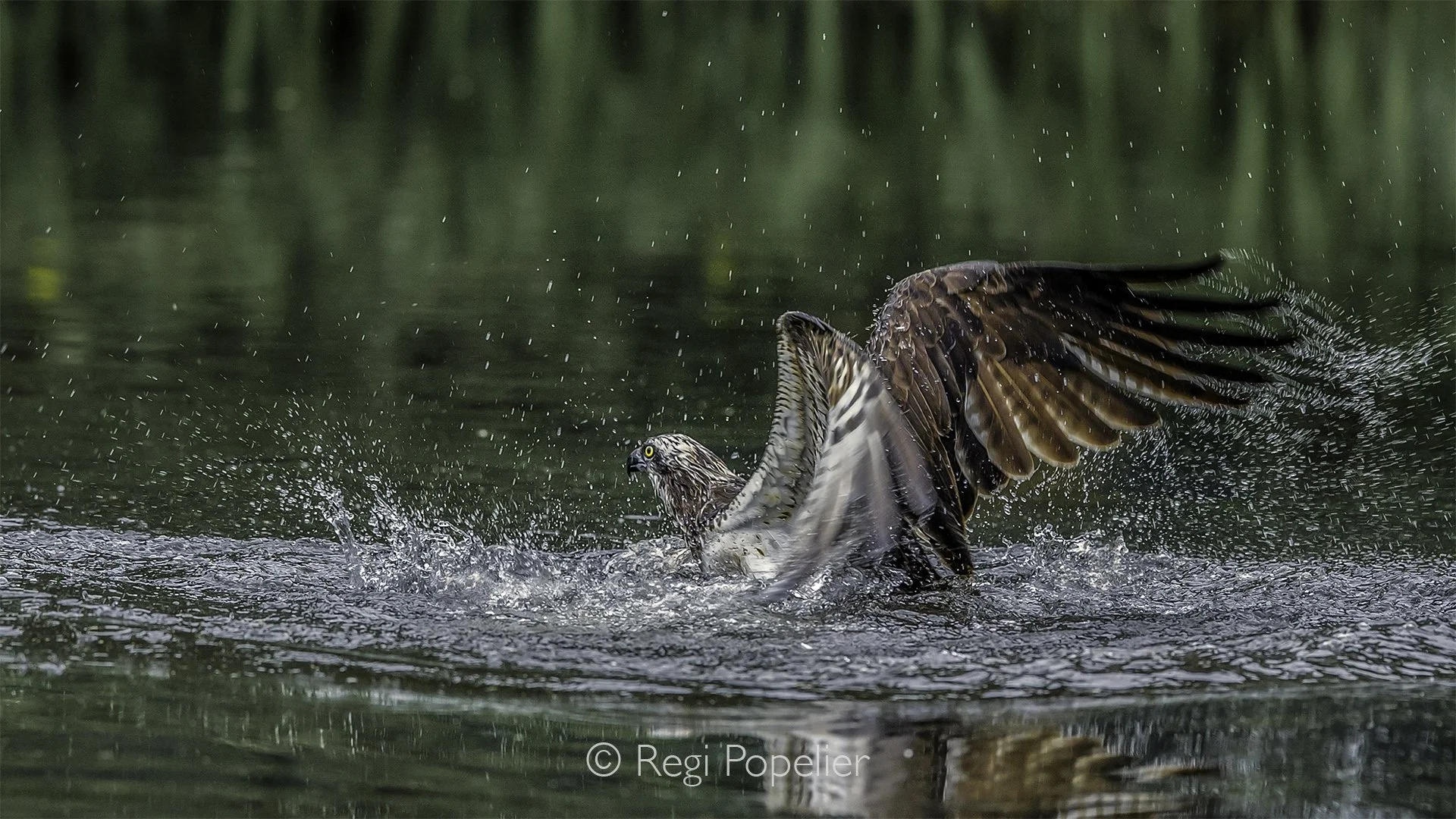 Scotland061 - With its prey secured, the osprey lifts gracefully from the water, leaving only widening ripples behind.