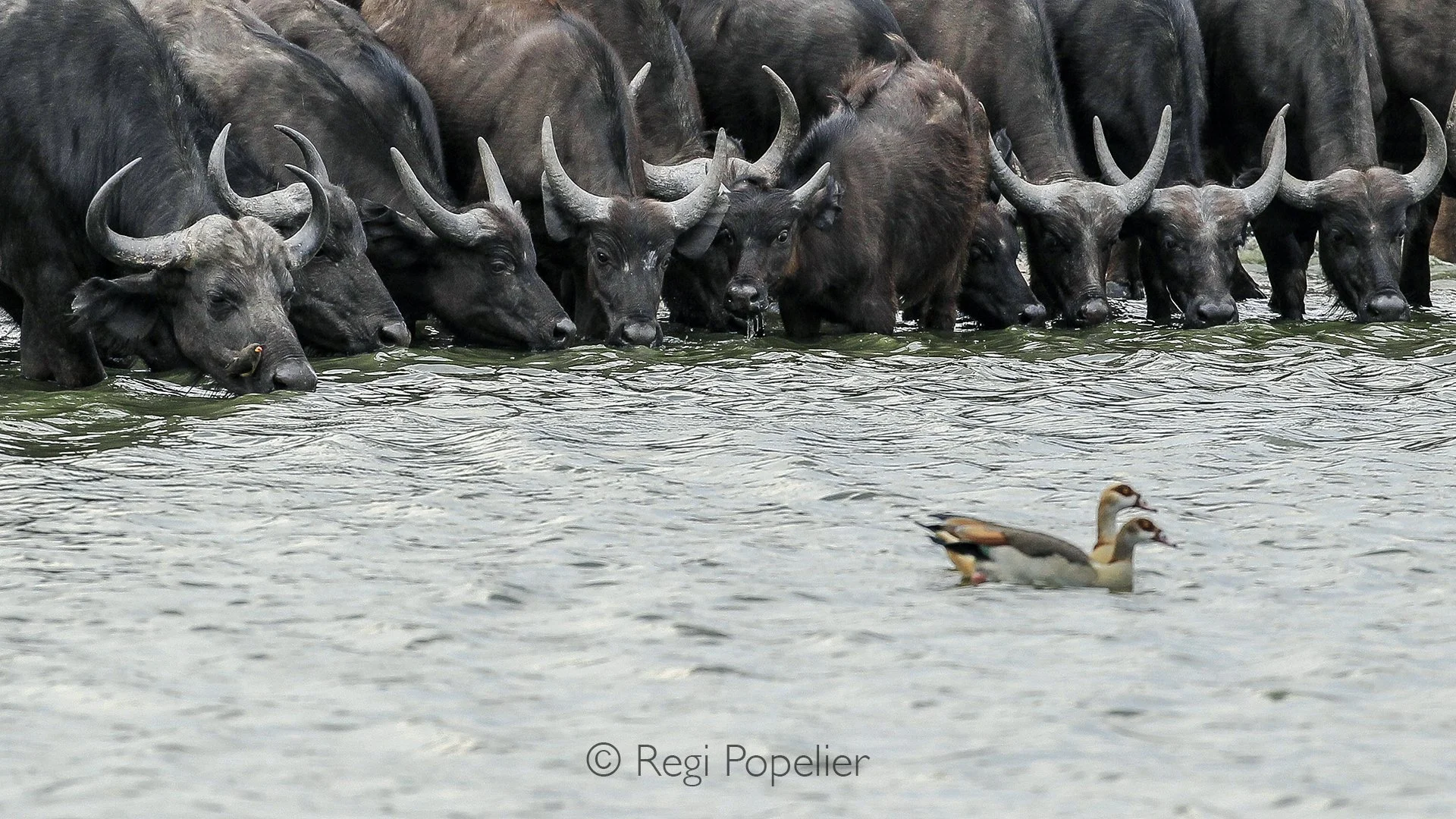 ZIM007 - Arrived at the waterhole. 