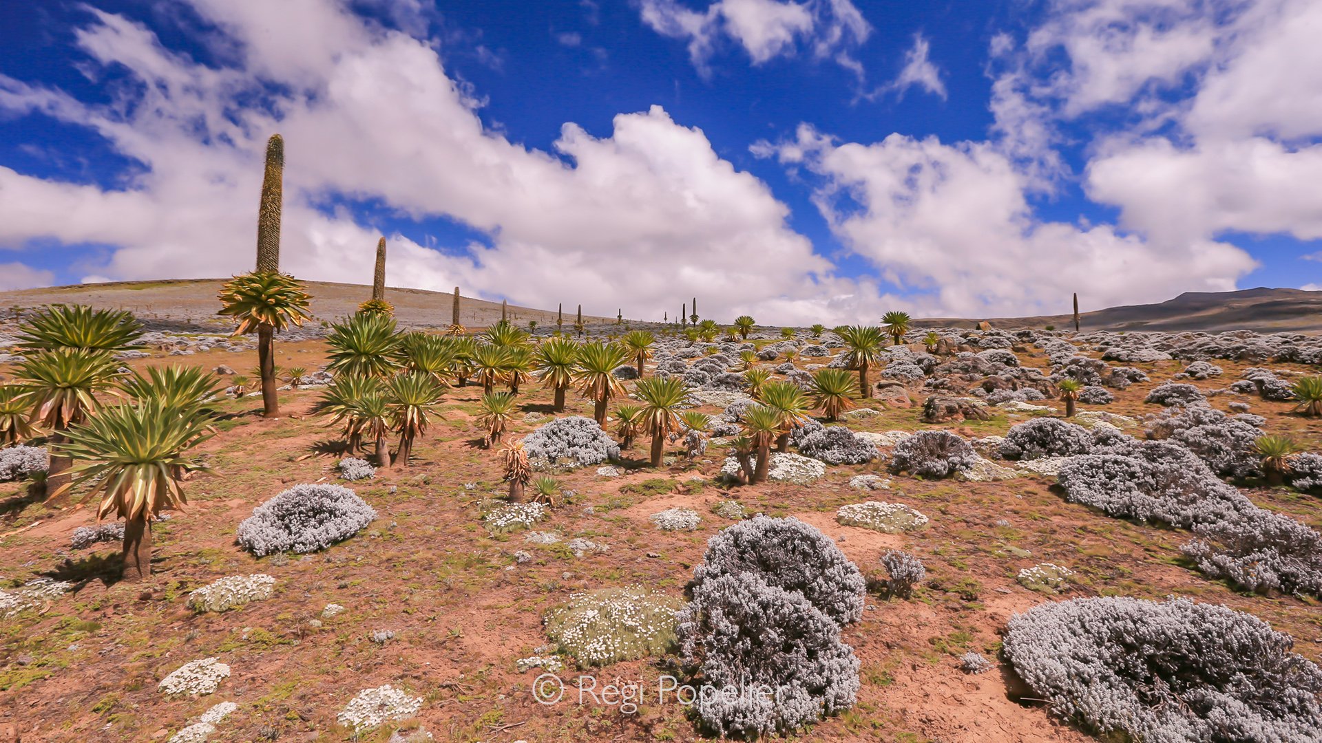 ETH010 - Giant lobelias at an altitude of 4000 m in Bale NP. 