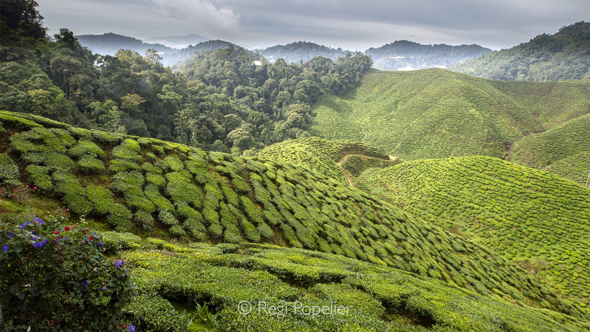 MALAS039 - Tea plantages in the hills. 