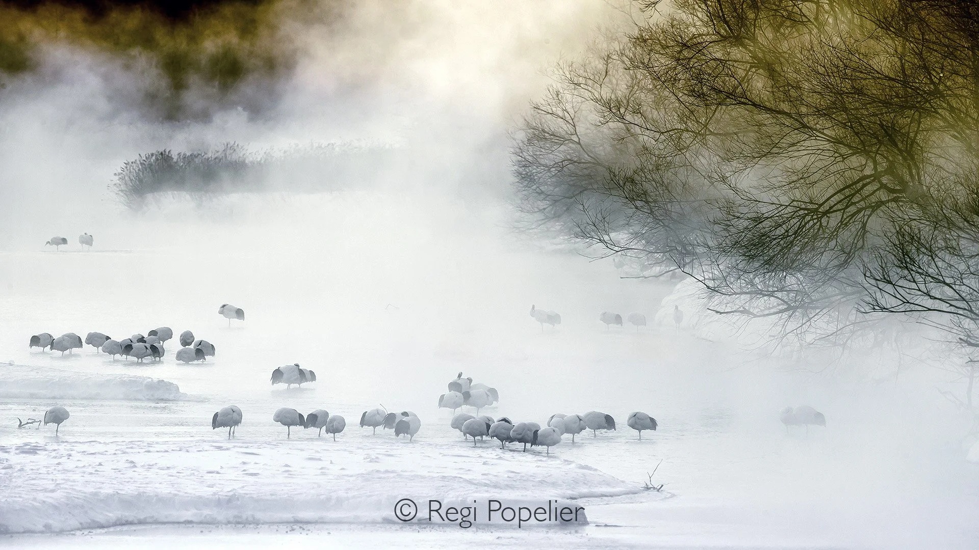 HOK023 - Chinese Cranes seeking shelter against the cold and evt predators , image taken on the Otowa bridge 