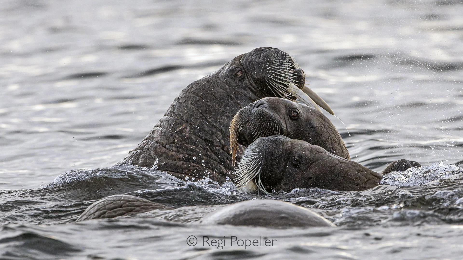 NPOLE022 - A small group of walrus floats peacefully in the icy waters, their massive form and tusks creating an unforgettable image of life in the High Arctic.