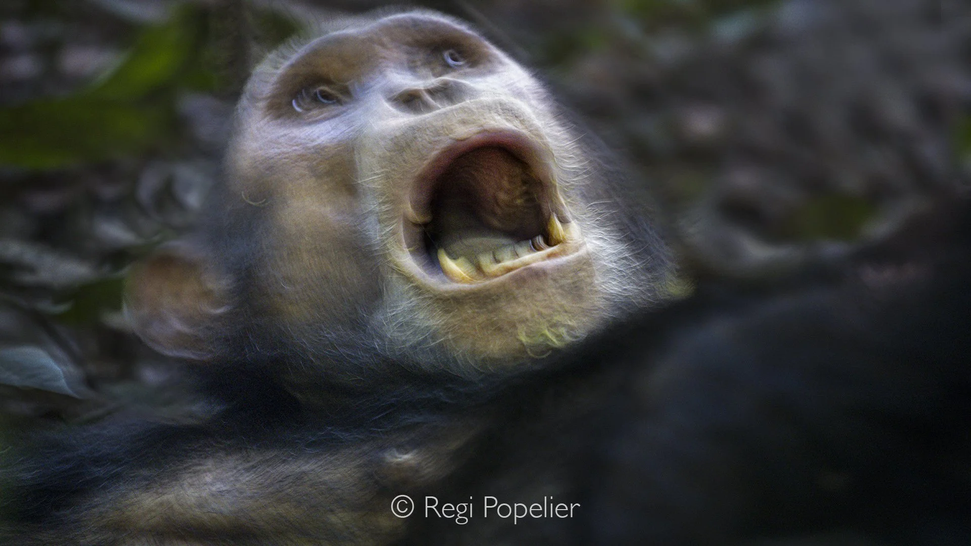 RWANDA038  - Created with a slow shutter speed, this image transforms a resting chimpanzee into an artistic interpretation of movement and stillness. As the animal remained peacefully lying on the forest floor, subtle motion blurred its surroundings 