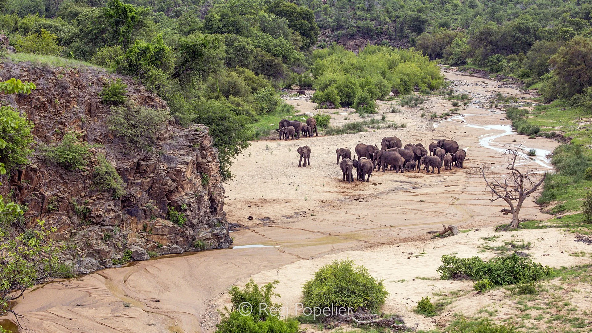 South Africa103 - Seen from above, a group of elephants gathers along the road toward Phalaborwa Gate, their massive bodies creating a striking pattern against the surrounding landscape. 
