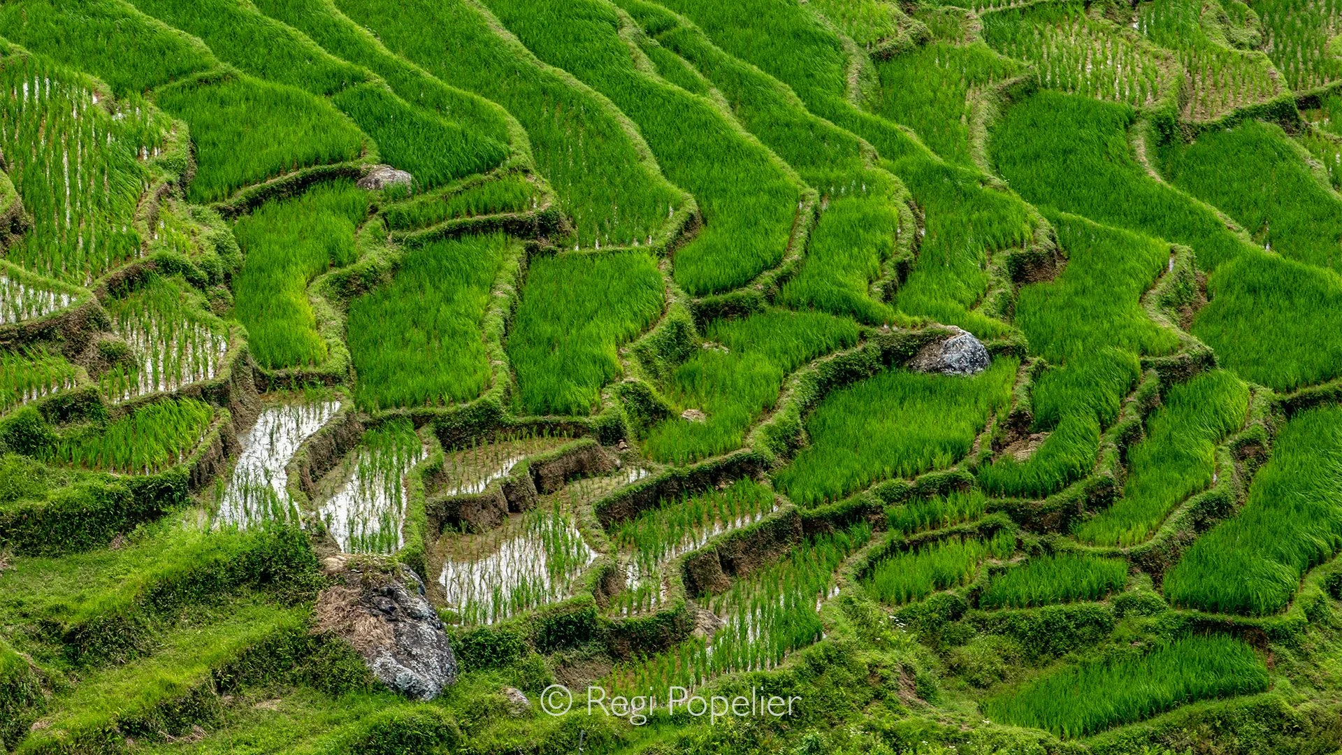 INDO027 -Rice terraces never fail to captivate the lens. Sulawesi 