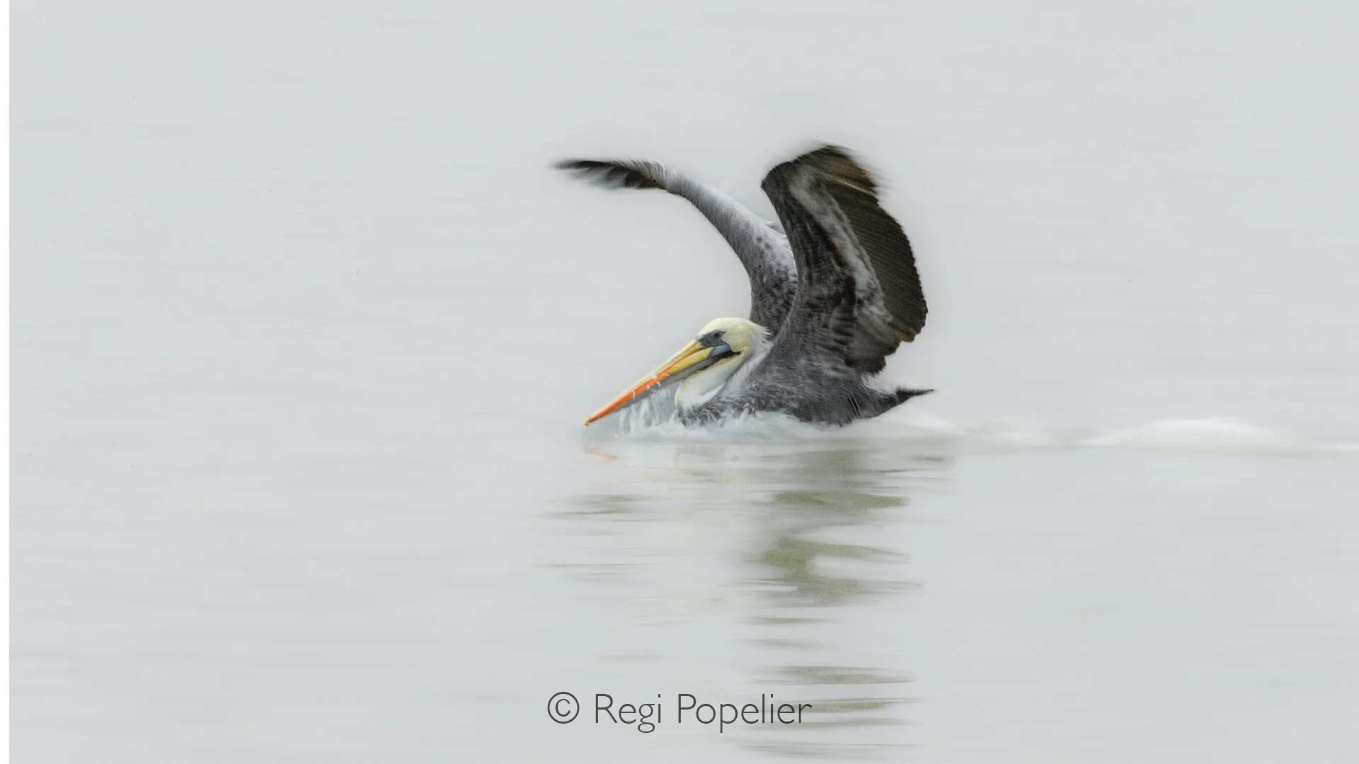 PERU024 - The perfect landing , image taken with slow shutter speed.
