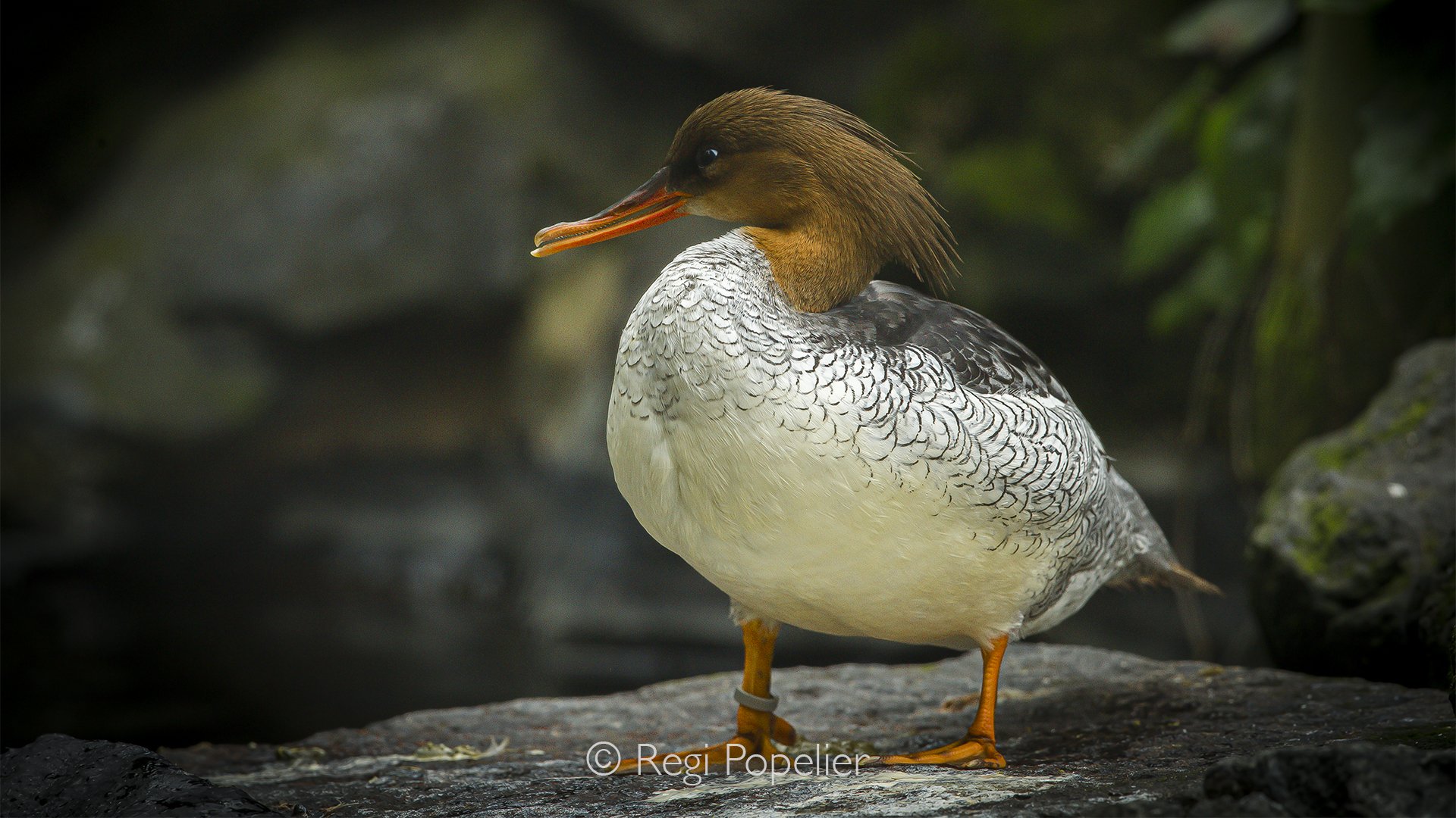 Scotland067 - A goosander takes time to carefully watch the surroundings.