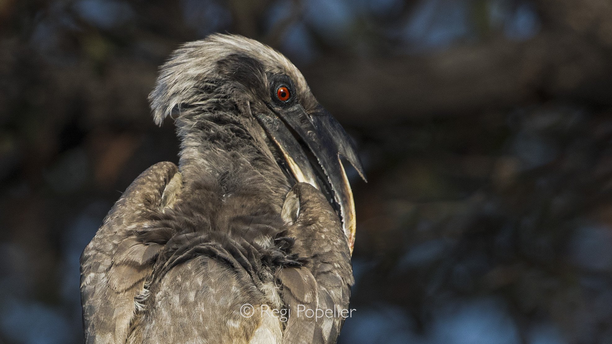 INDAI010 - image of the Indian grey hornbill 