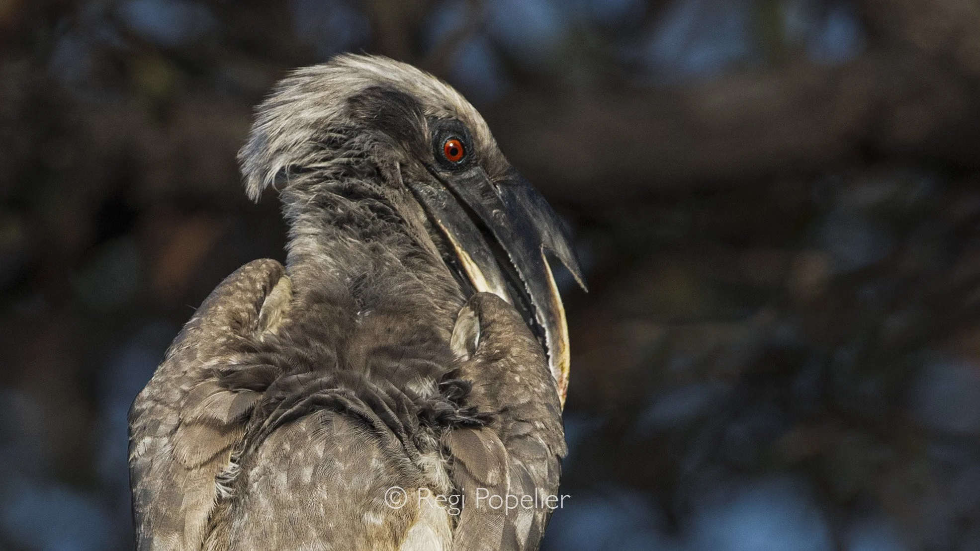 INDAI010 - Image of the Indian grey hornbill. 