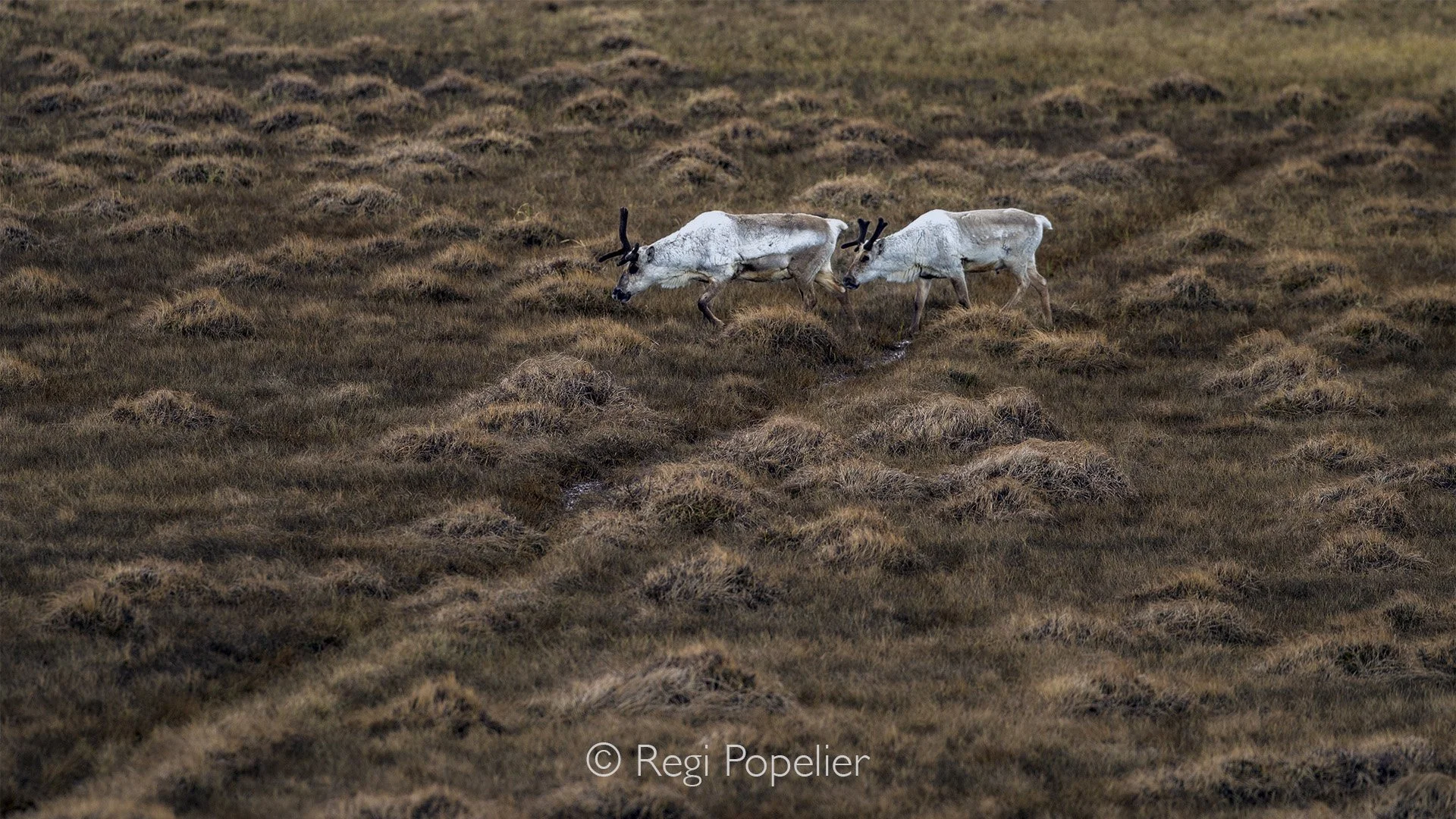 ICEL031 - Reindeer thrived in East Iceland, an area with plenty of a key type of lichen (Cetraria islandica). 