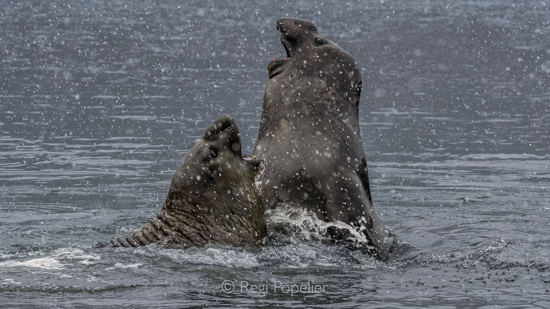 ANT006 - Two immature elephant seals testing each other, driven by instinct and testosterone, as snow falls over South Georgia — raw energy in the sub-Antarctic