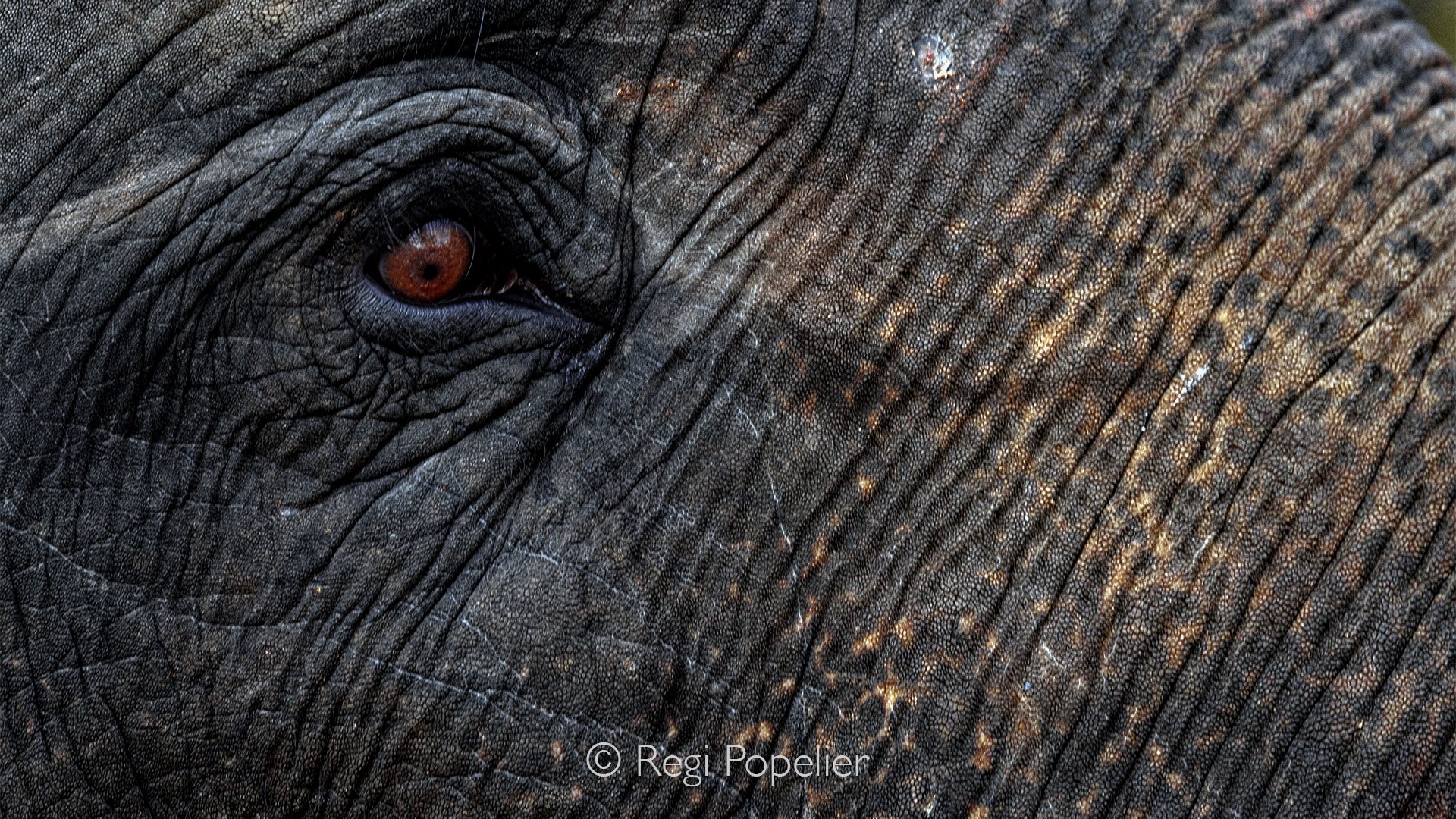 INDIA087 - Close up of an elephant trained by the mahout. Mahouts play an important role in cultural ceremonies, forest work, and wildlife care.