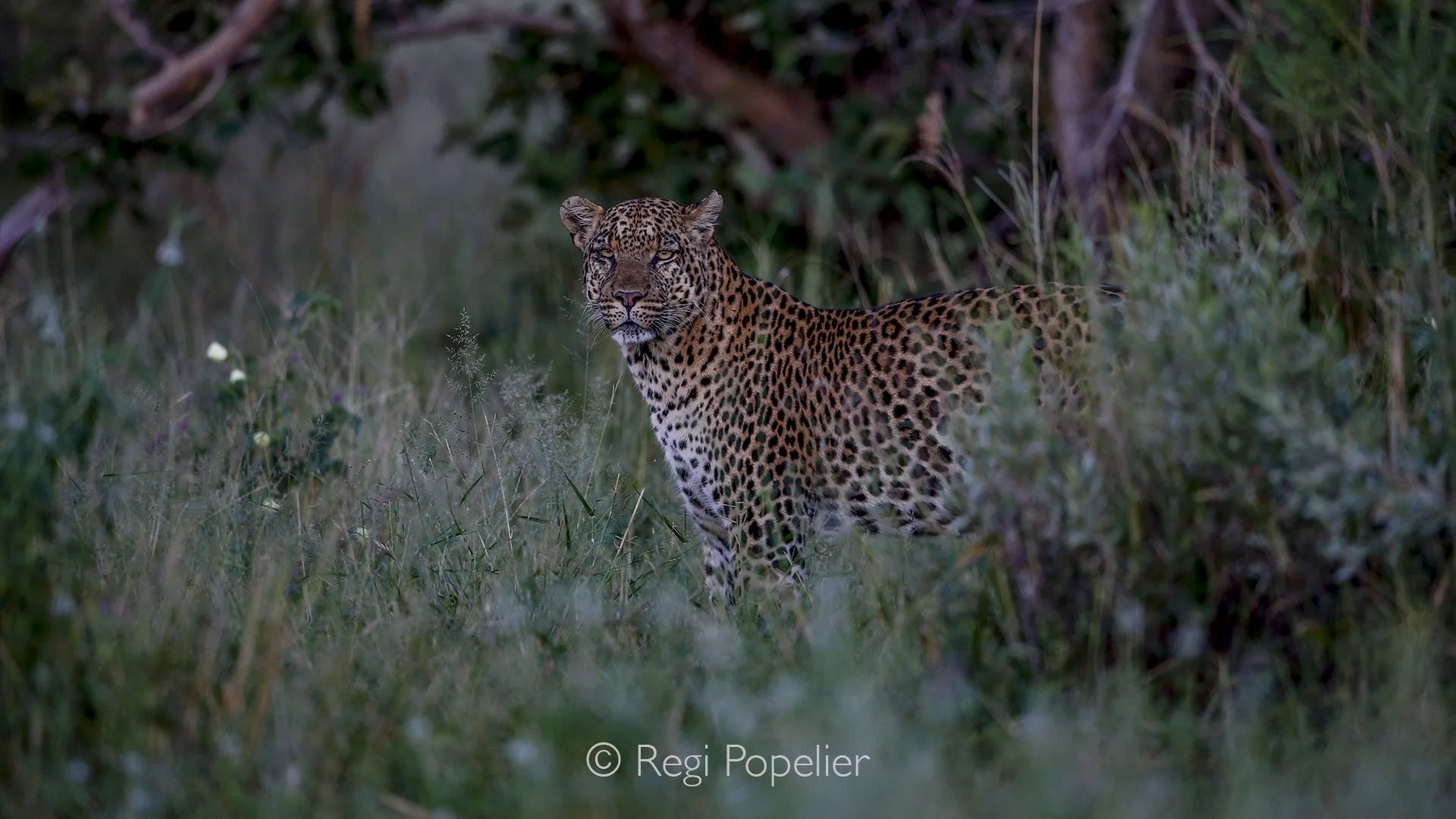 BOTS015 - Through the soft glow of dawn, the leopard stalks with patience and precision, a true phantom of the Kwai.
