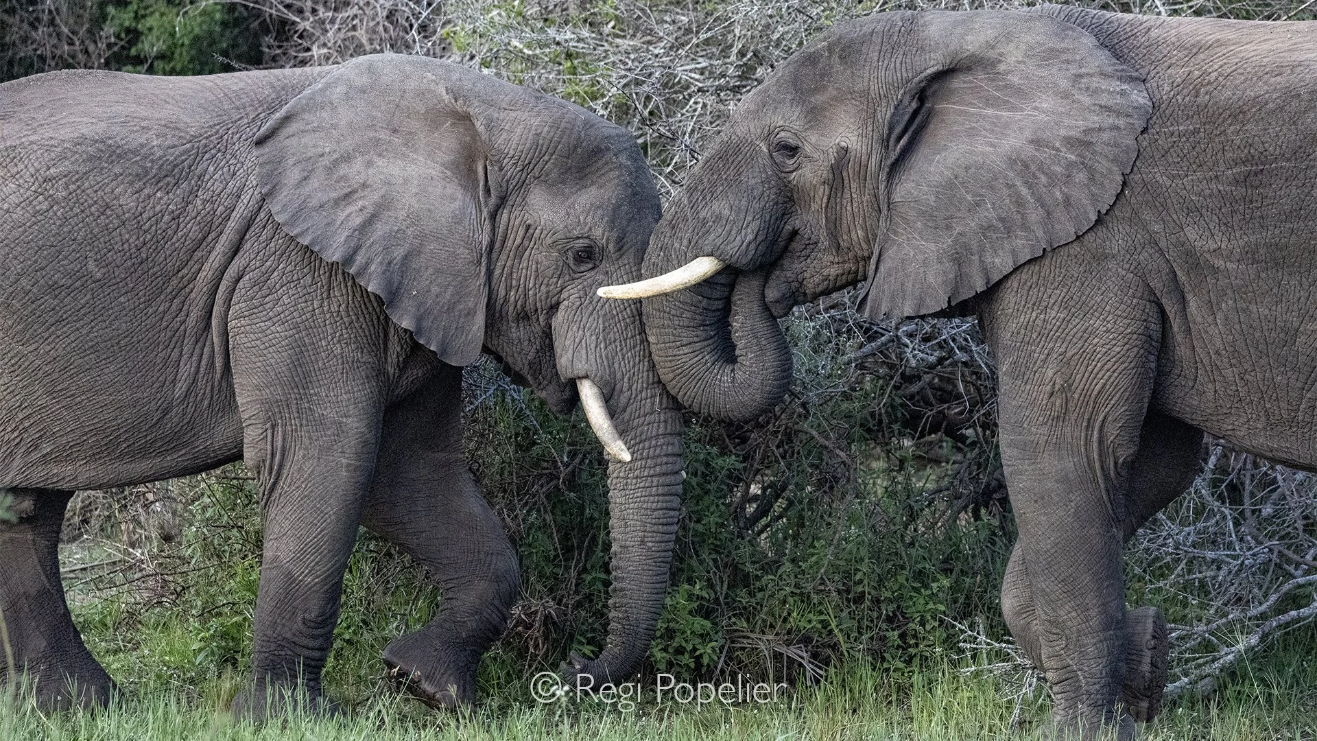 RWANDA081  - A close portrait reveals two elephant bulls pressing their foreheads together, their massive tusks and deeply textured skin filling the frame. Every wrinkle and scar tells the story of a lifetime in the wild, while this quiet confrontati