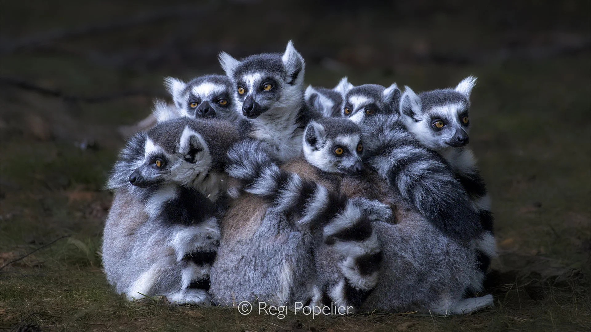 MADA043 - Gathering of a Ring-Tailed Lemur group seeking comfort. 