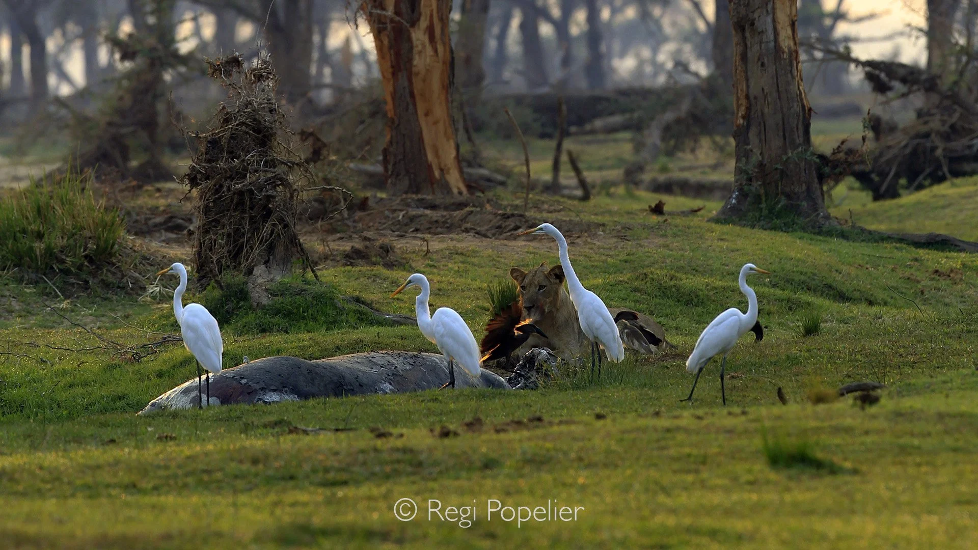ZAMBIA026 - Great white egrets with in the background a lion near to a hippo corps. 