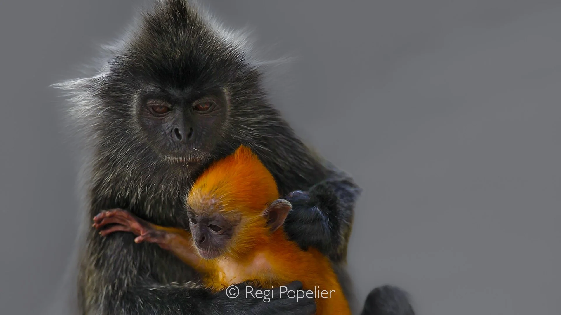 MALAS031 - Silver Leaf Monkey with baby. 