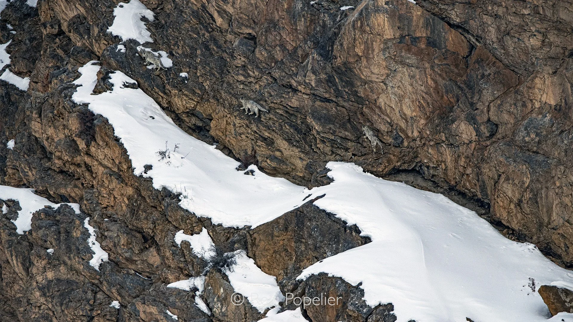 HIMA027 - This image shows once more how some animals in this case the snow leopards are difficult to spot 